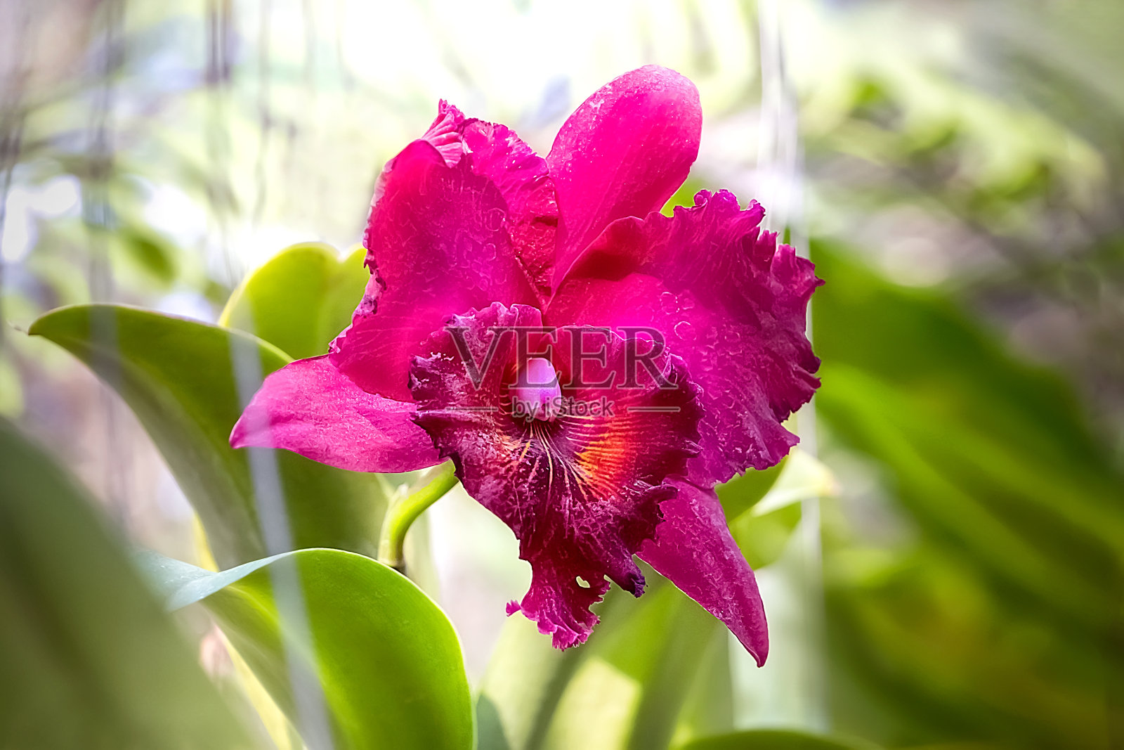 兰花园(植物园)的亮粉色兰花。特写镜头。洋兰花。照片摄影图片