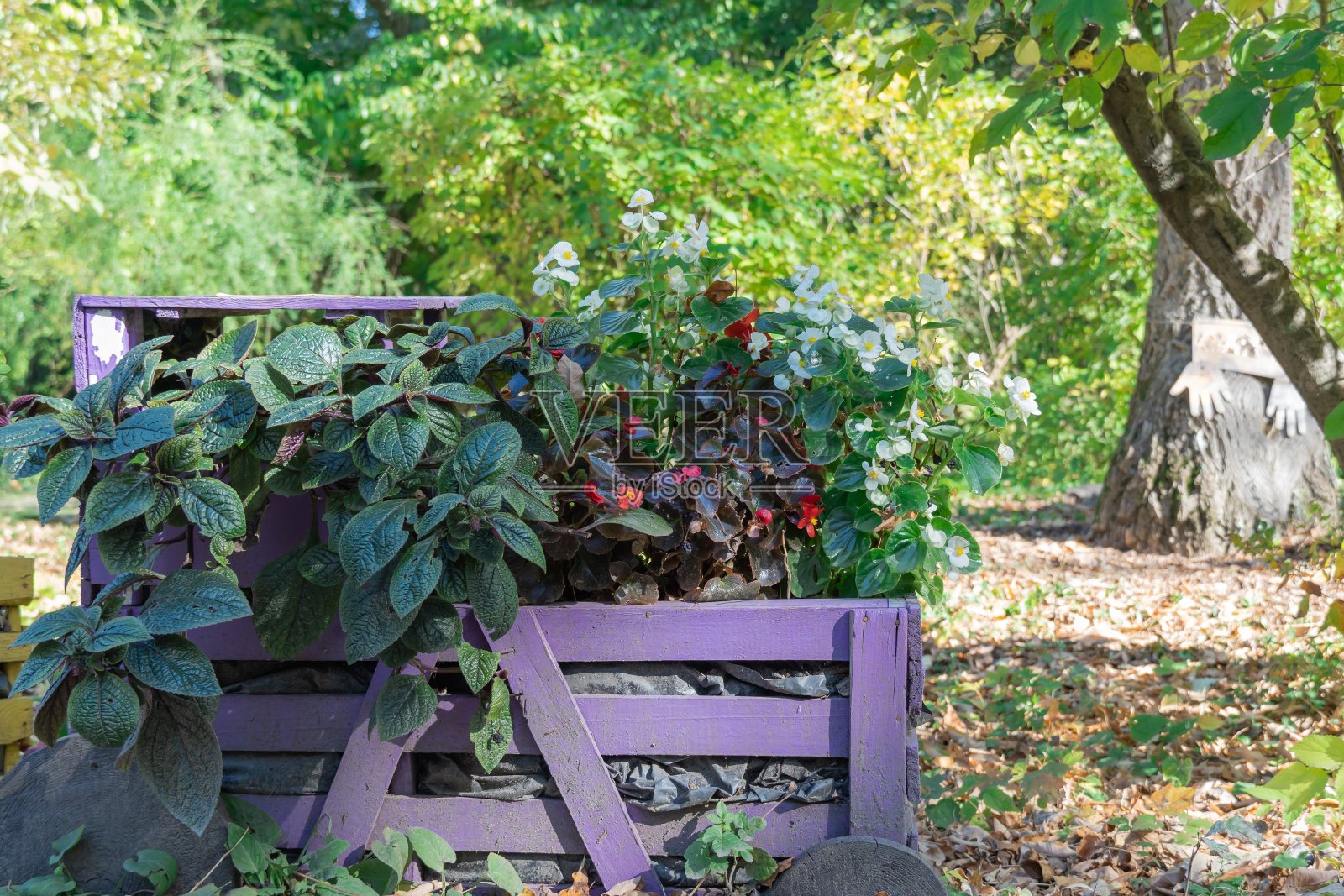 秋日花园秋海棠组成。照片摄影图片
