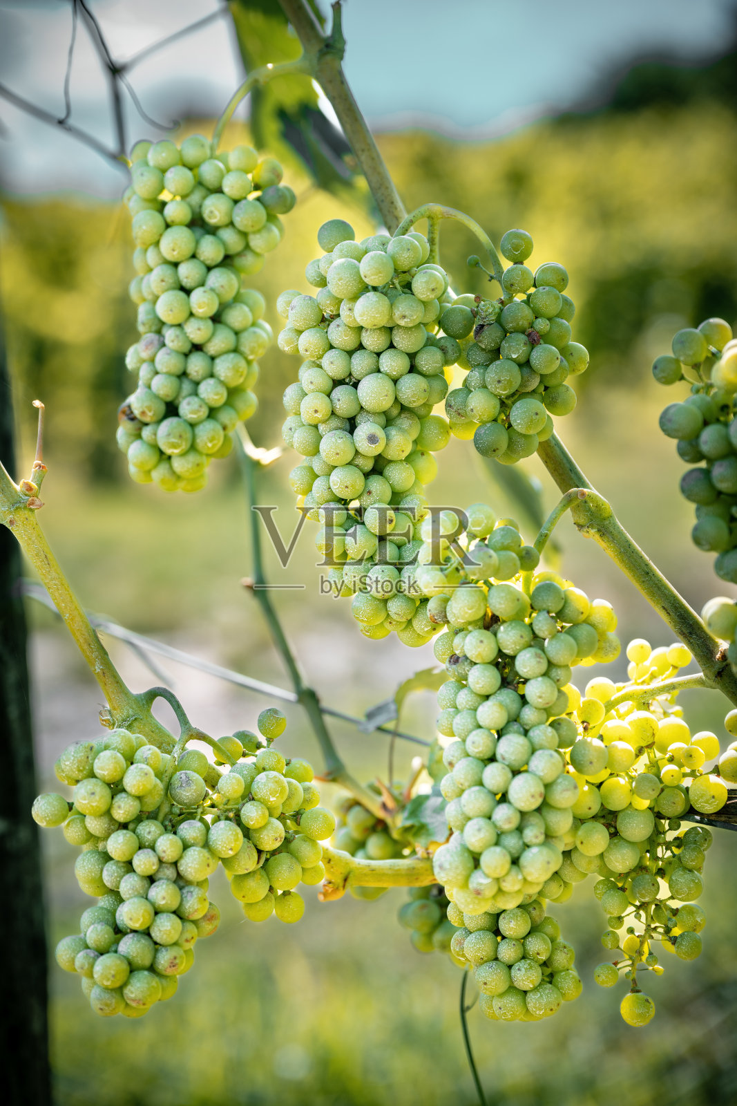 一个特写镜头捕捉了一个葡萄园的场景，郁郁葱葱的葡萄藤，展示了葡萄串和叶子的复杂细节，都是在即将收获的背景下拍摄的。匈牙利照片摄影图片