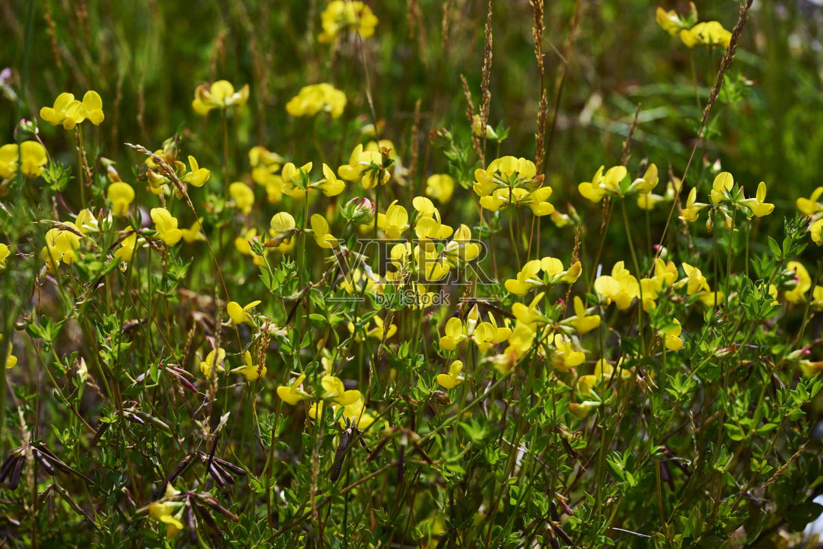 休耕地里的黄色野花照片摄影图片