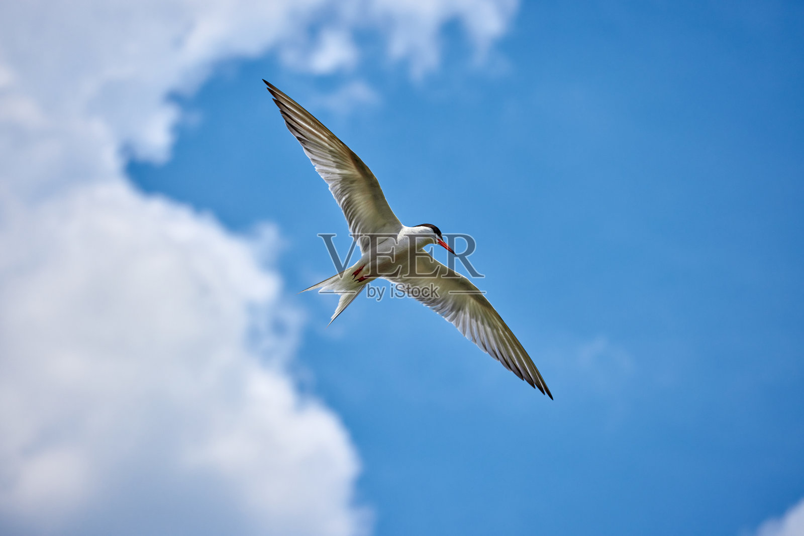 自然生境中的须燕鸥照片摄影图片