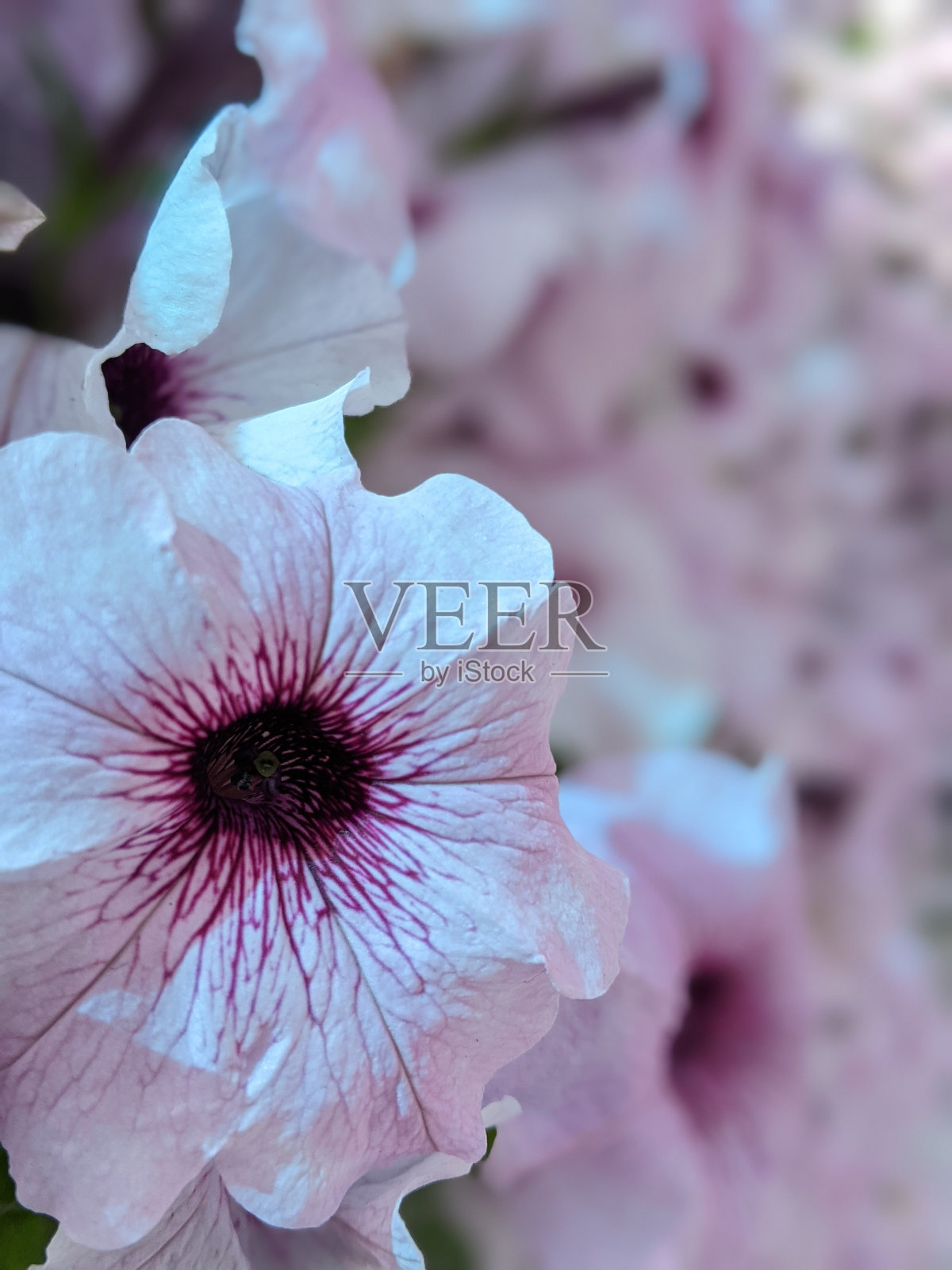 花园里的花特写照片摄影图片