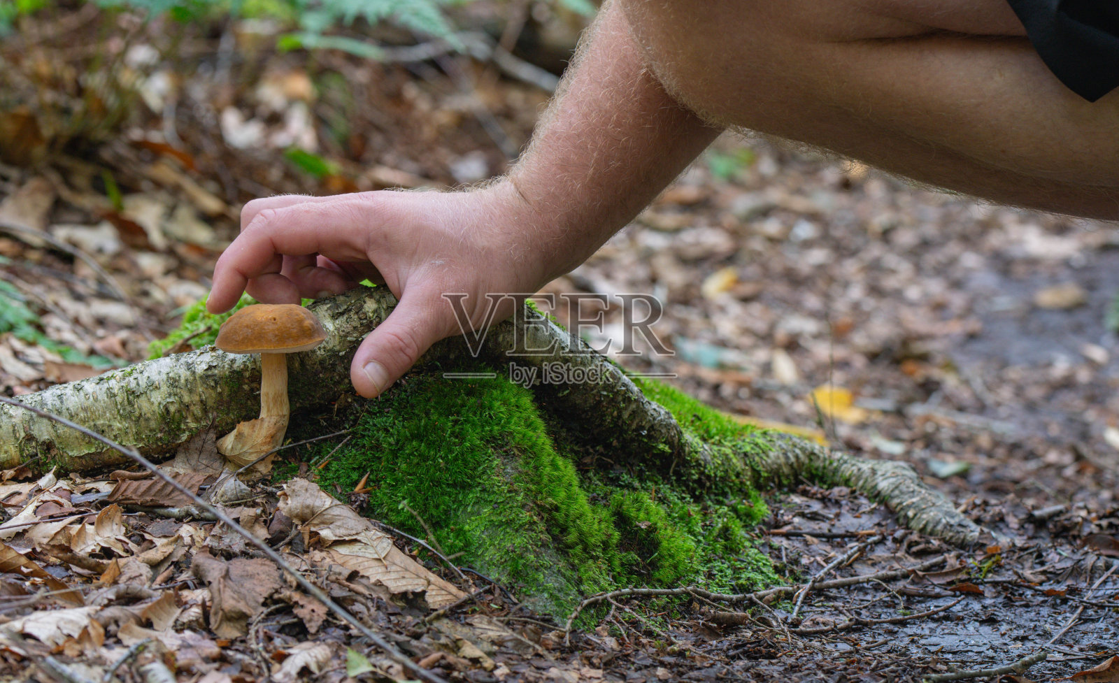 蘑菇背景为设计苔藓绿树皮复制空间照片摄影图片