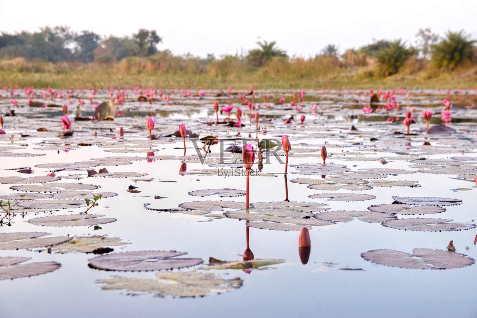 荷花-水礼来照片摄影图片