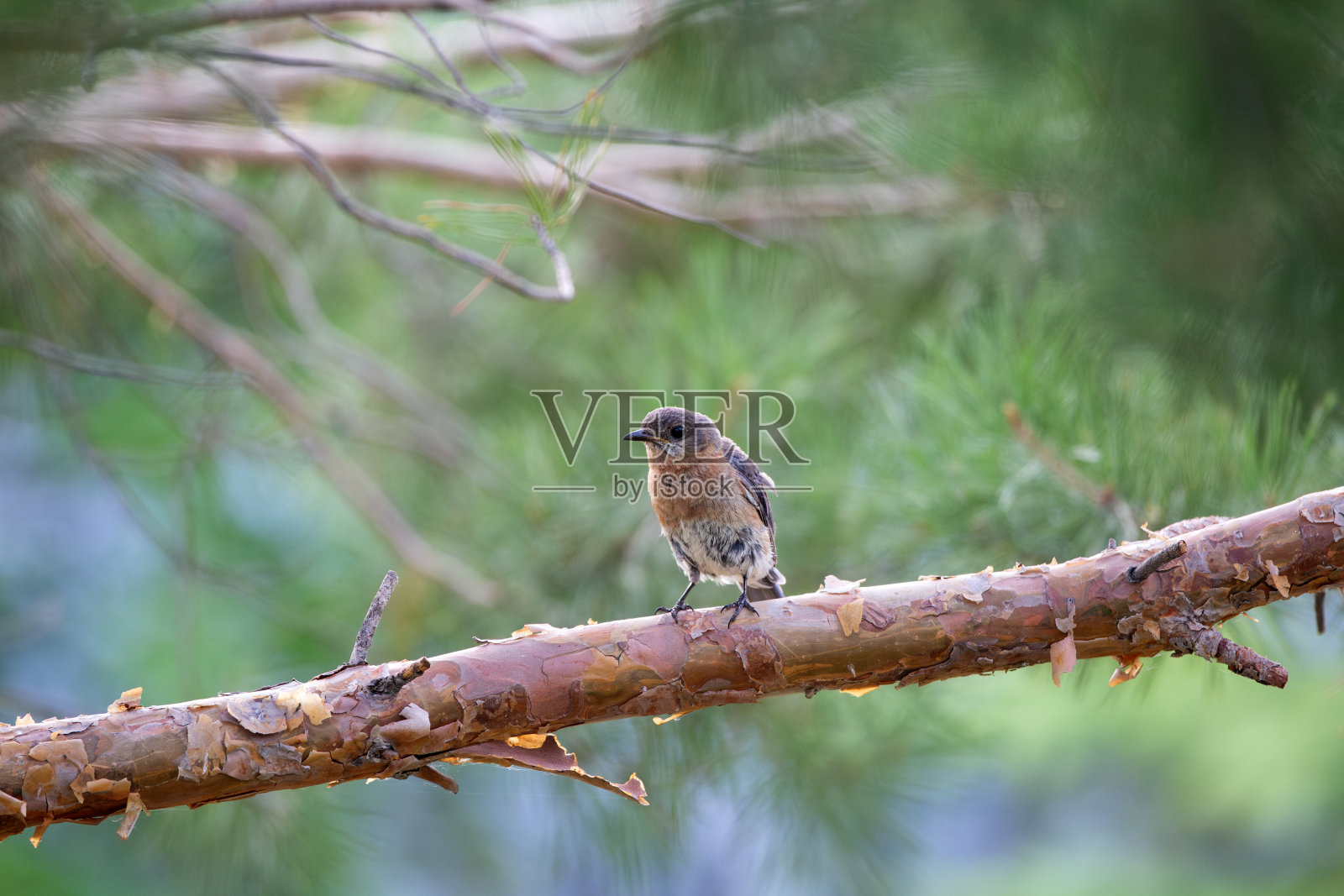 雌性东方蓝鸟照片摄影图片