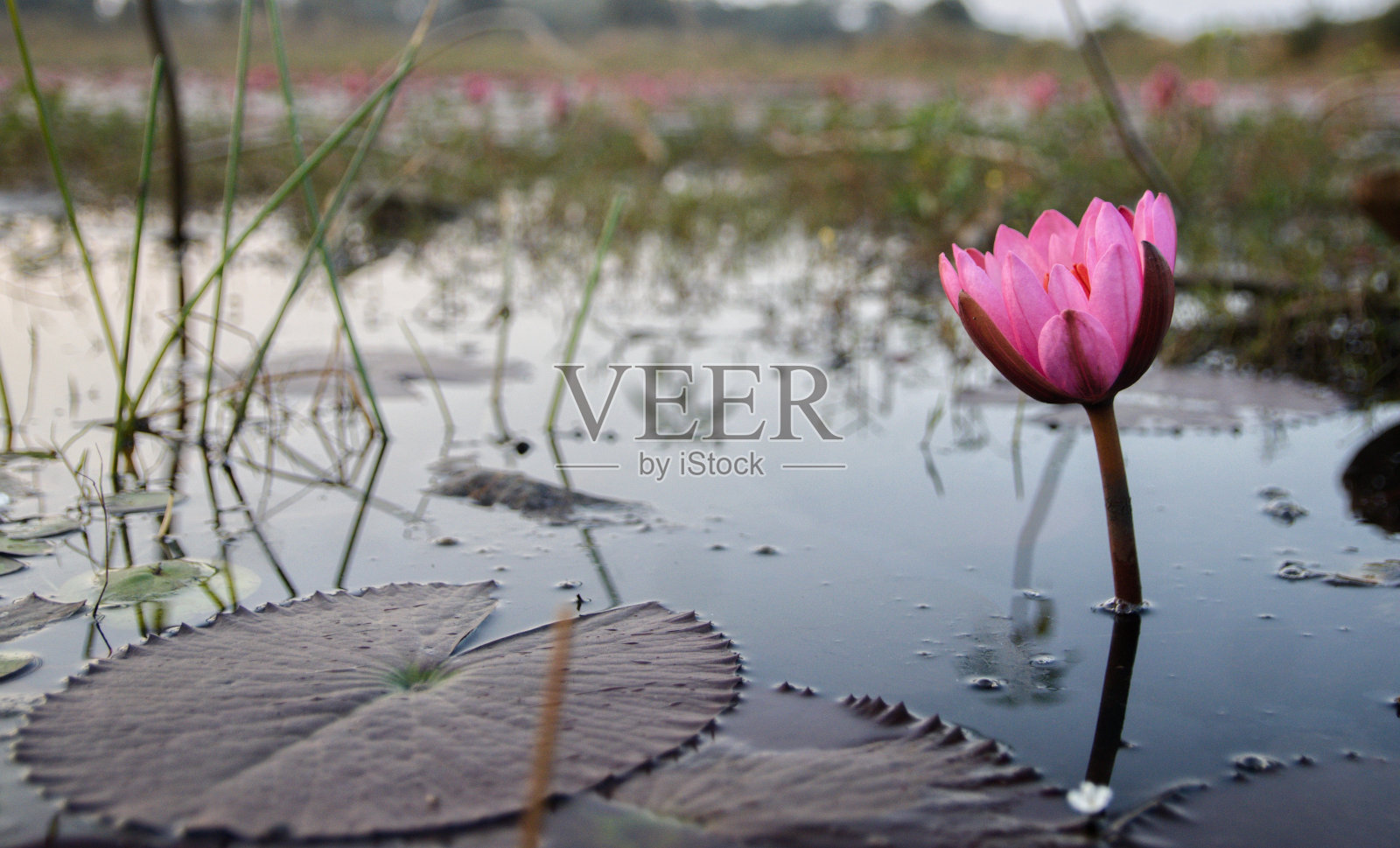 宁静之美:莲花睡莲绽放照片摄影图片