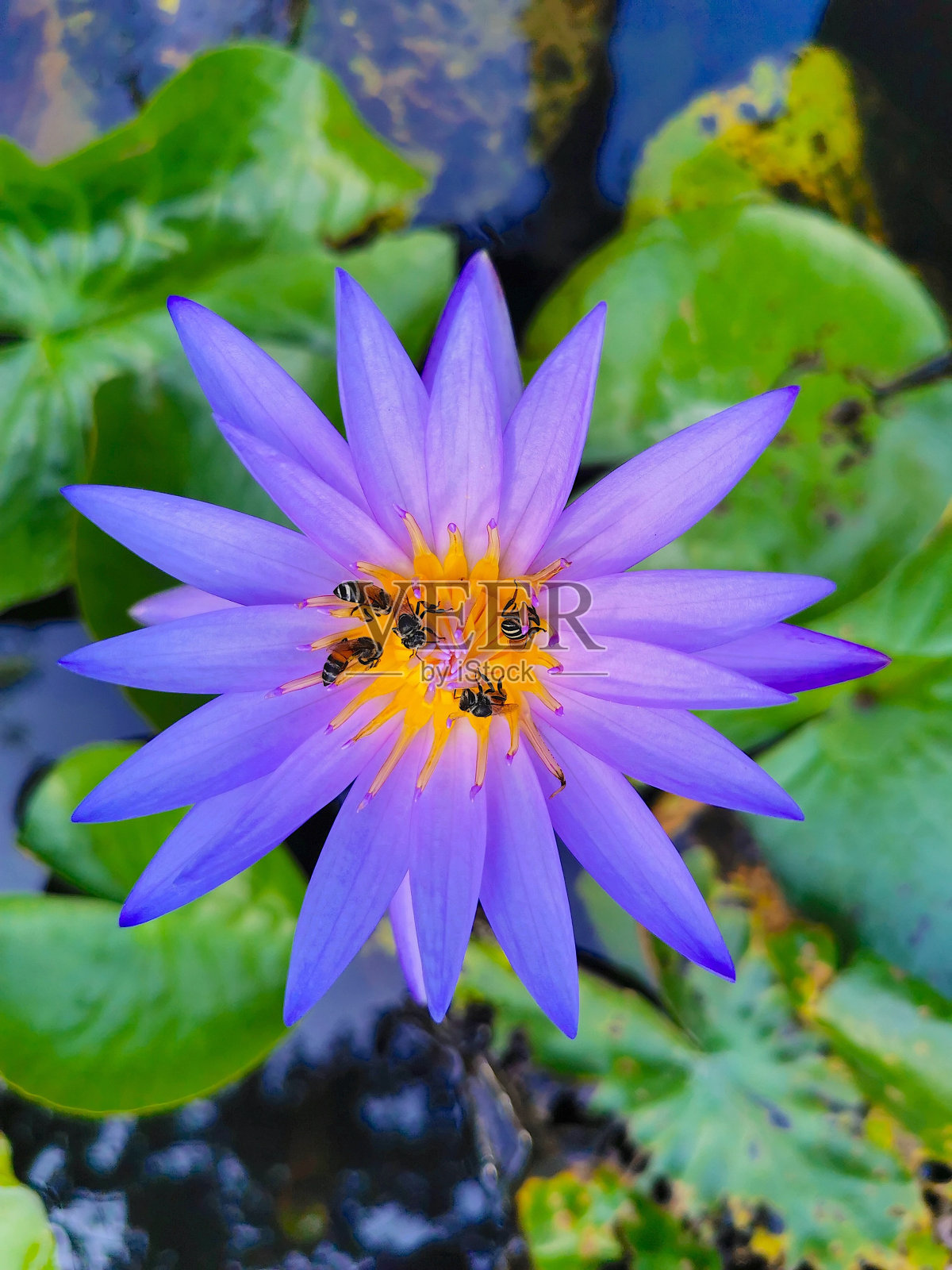 睡莲属nouchali照片摄影图片