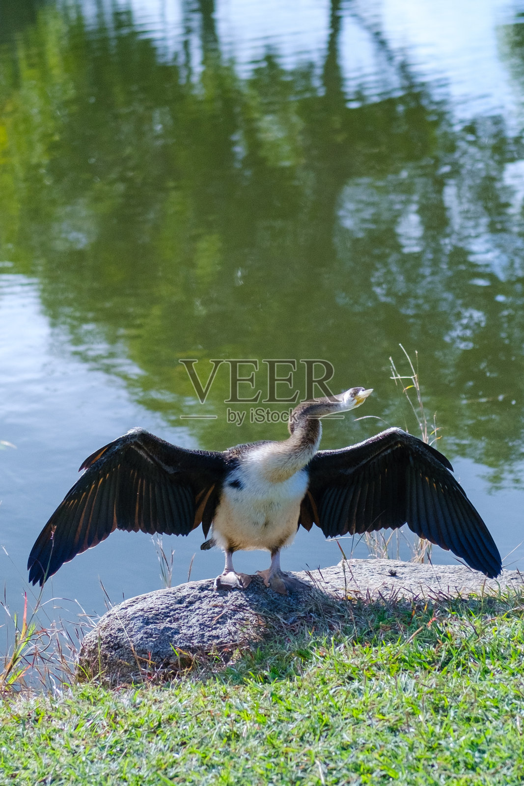 鸟晒黑照片摄影图片