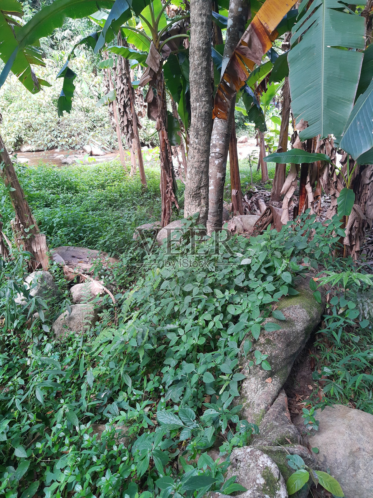 野生香蕉照片摄影图片