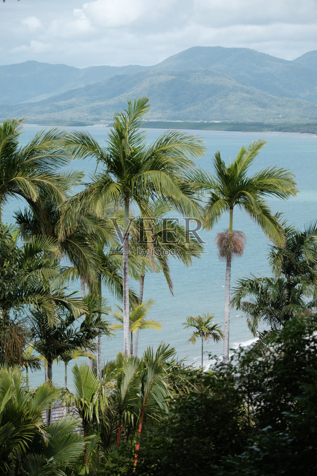 道格拉斯港的棕榈树照片摄影图片