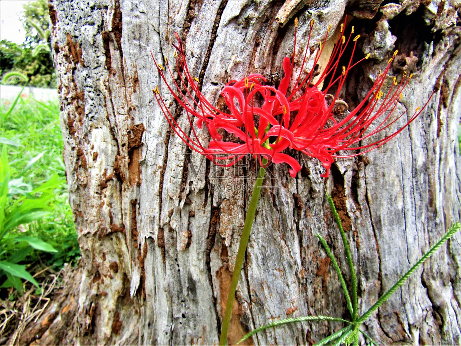 日本。9月。石蒜花在一棵老树的树干下盛开。照片摄影图片