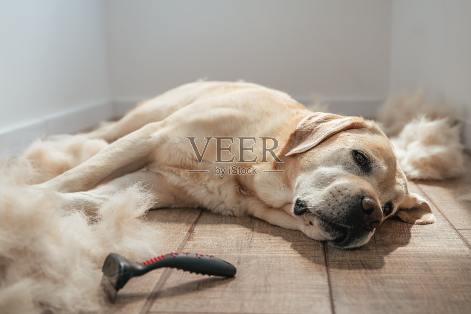 拉布拉多犬和一束梳理后的狗毛。春天脱毛照片摄影图片