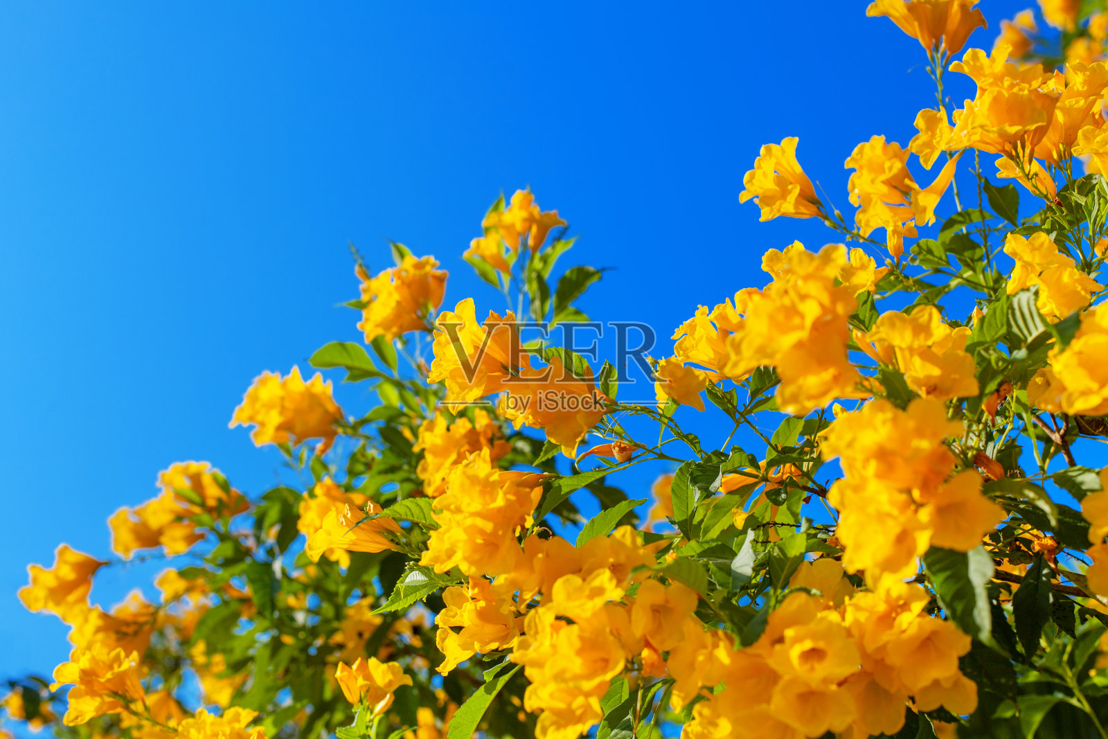 Tecoma stans黄色花朵特写，黄色喇叭丛，黄色铃铛，黄色接骨木，绿色的叶子，蓝色的天空背景，美丽的花朵纹理，装饰边框，框架，自然花卉装饰照片摄影图片
