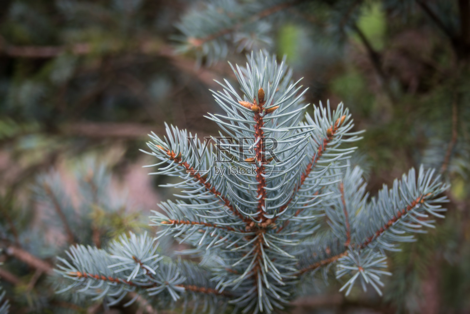 公园里的灰色松枝照片摄影图片