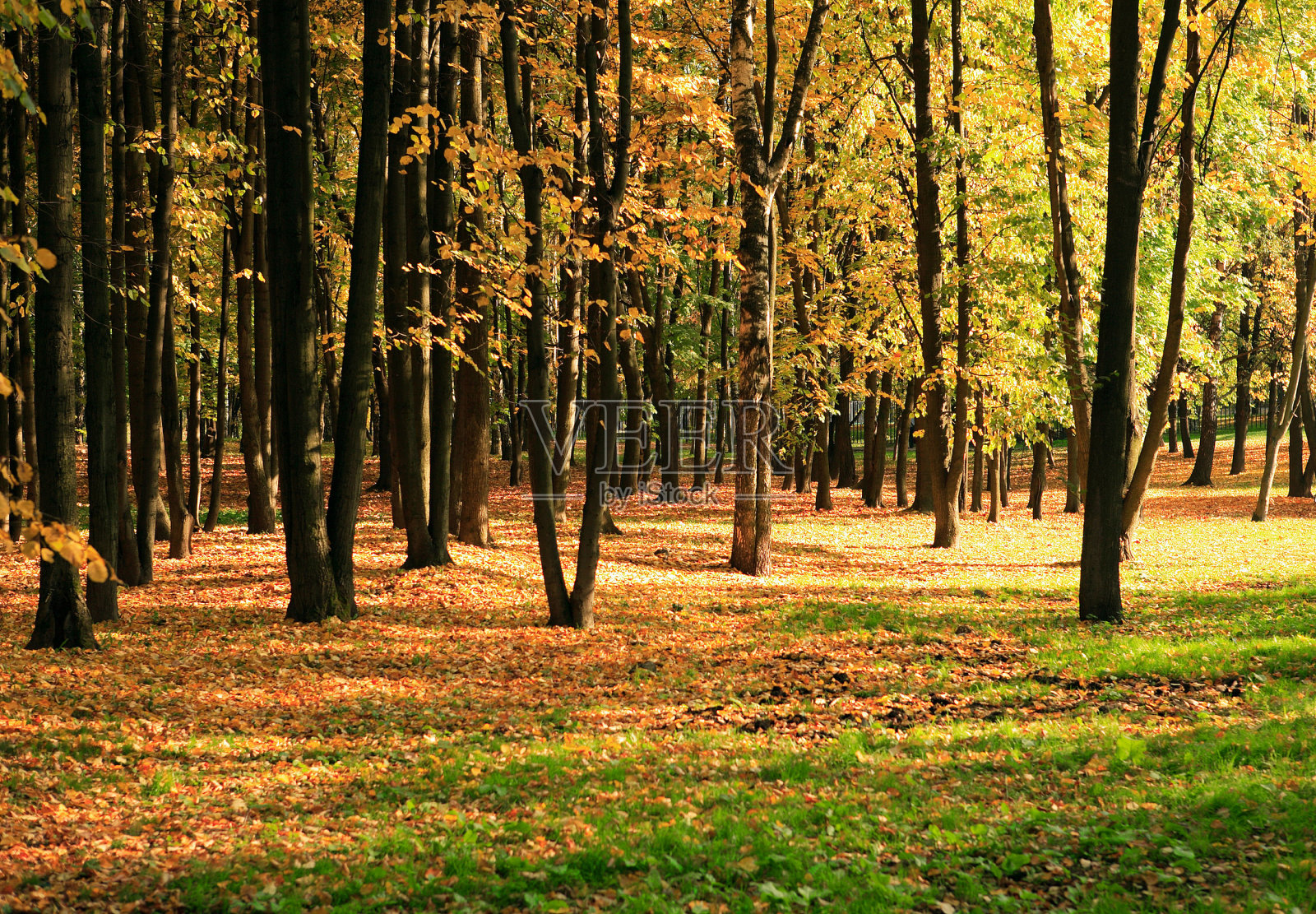 金色的树落下照片摄影图片