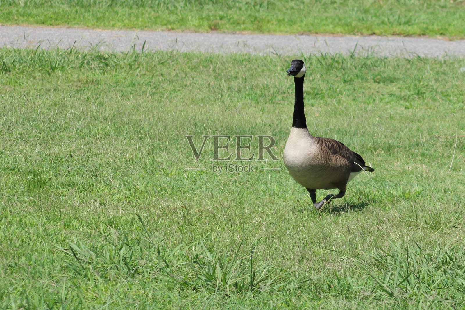 鸭照片摄影图片