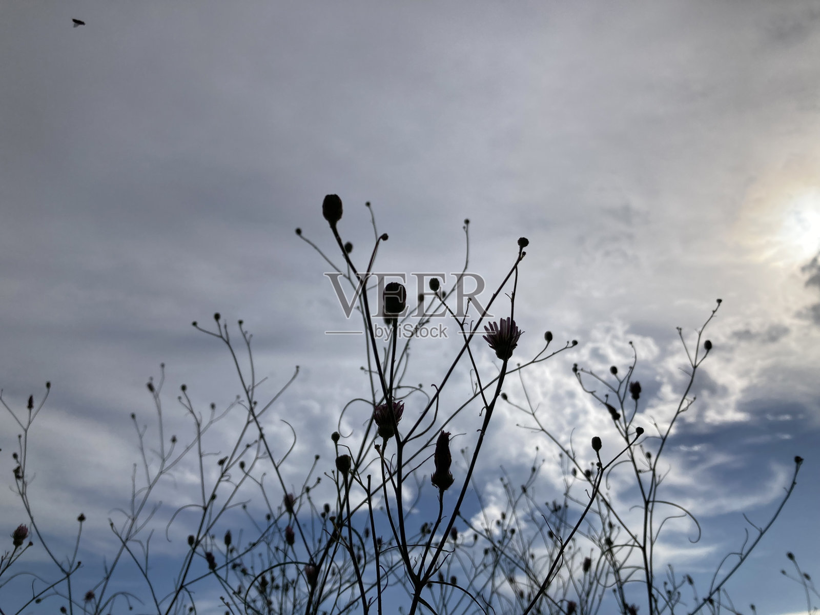 树枝和云照片摄影图片
