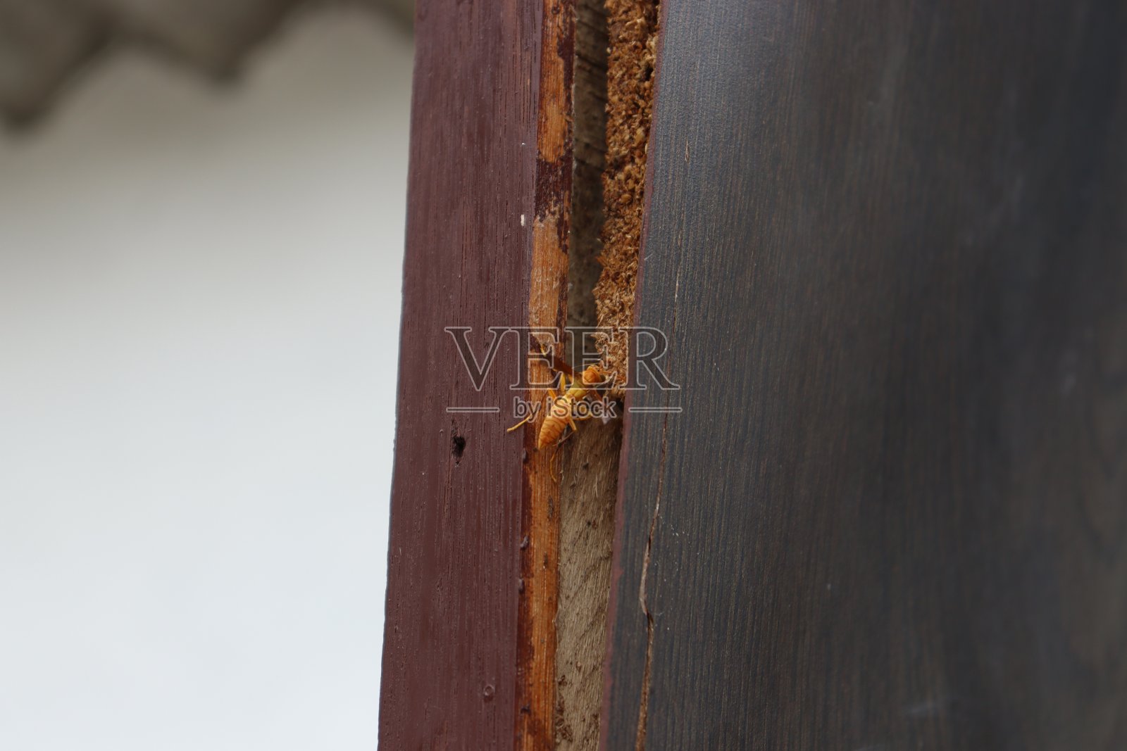 棕色木门中间有一只黄马甲大黄蜂照片摄影图片