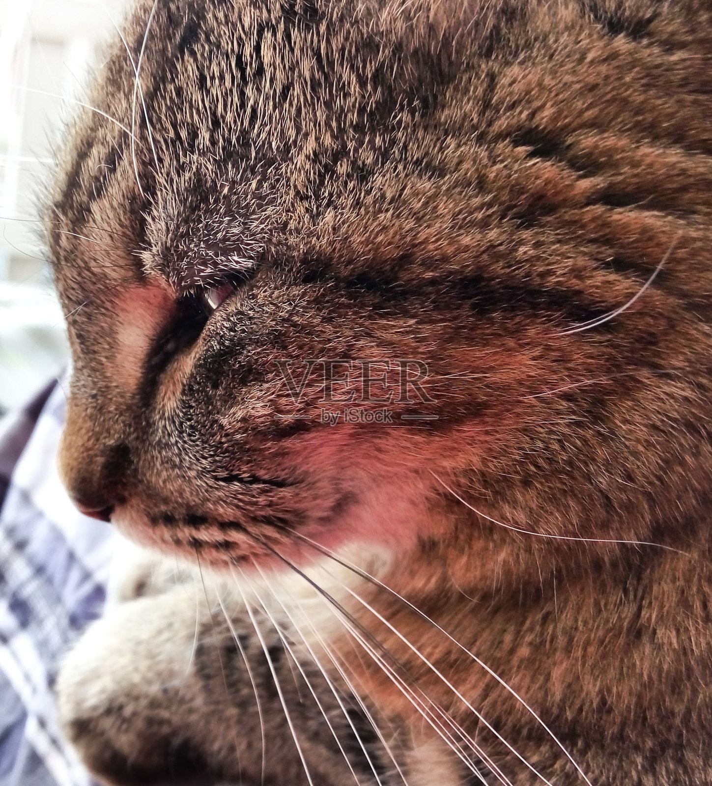 猫的特写照片摄影图片