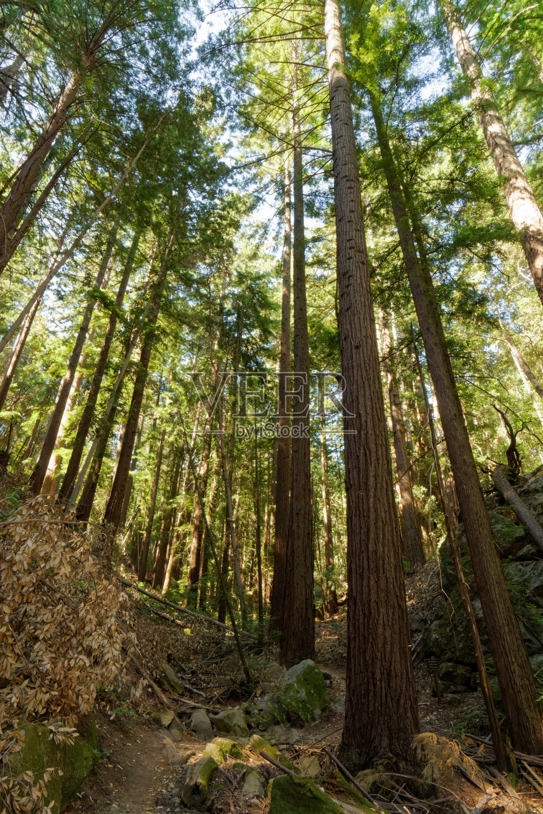 红杉红杉照片摄影图片