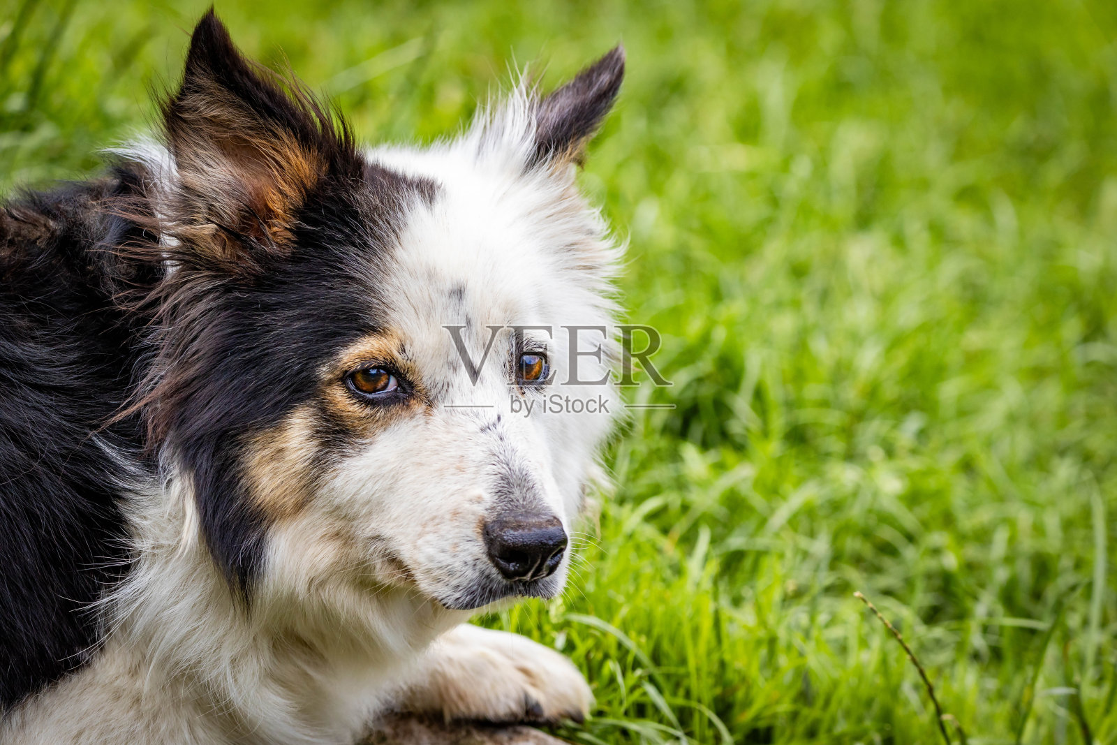 边境牧羊犬在户外工作的特写肖像照片摄影图片