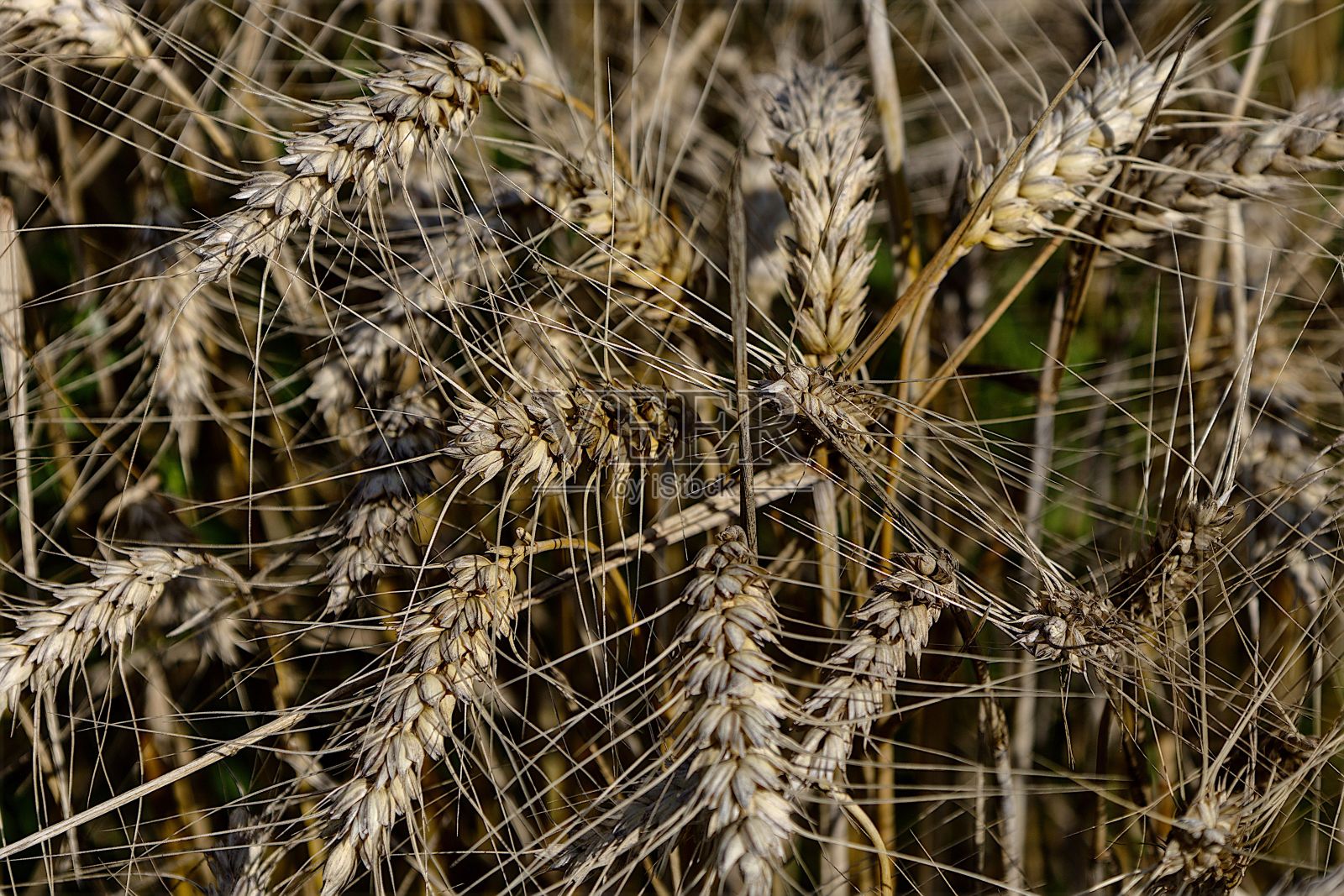 一片郁郁葱葱的麦田，高高的细长的麦秆在微风中摇曳照片摄影图片