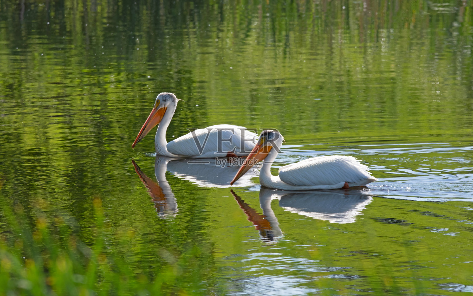 美国白鹈鹕一对照片摄影图片