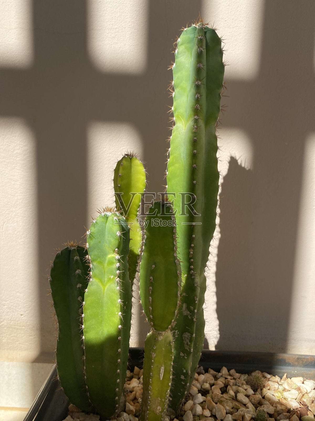 仙人掌箱照片摄影图片