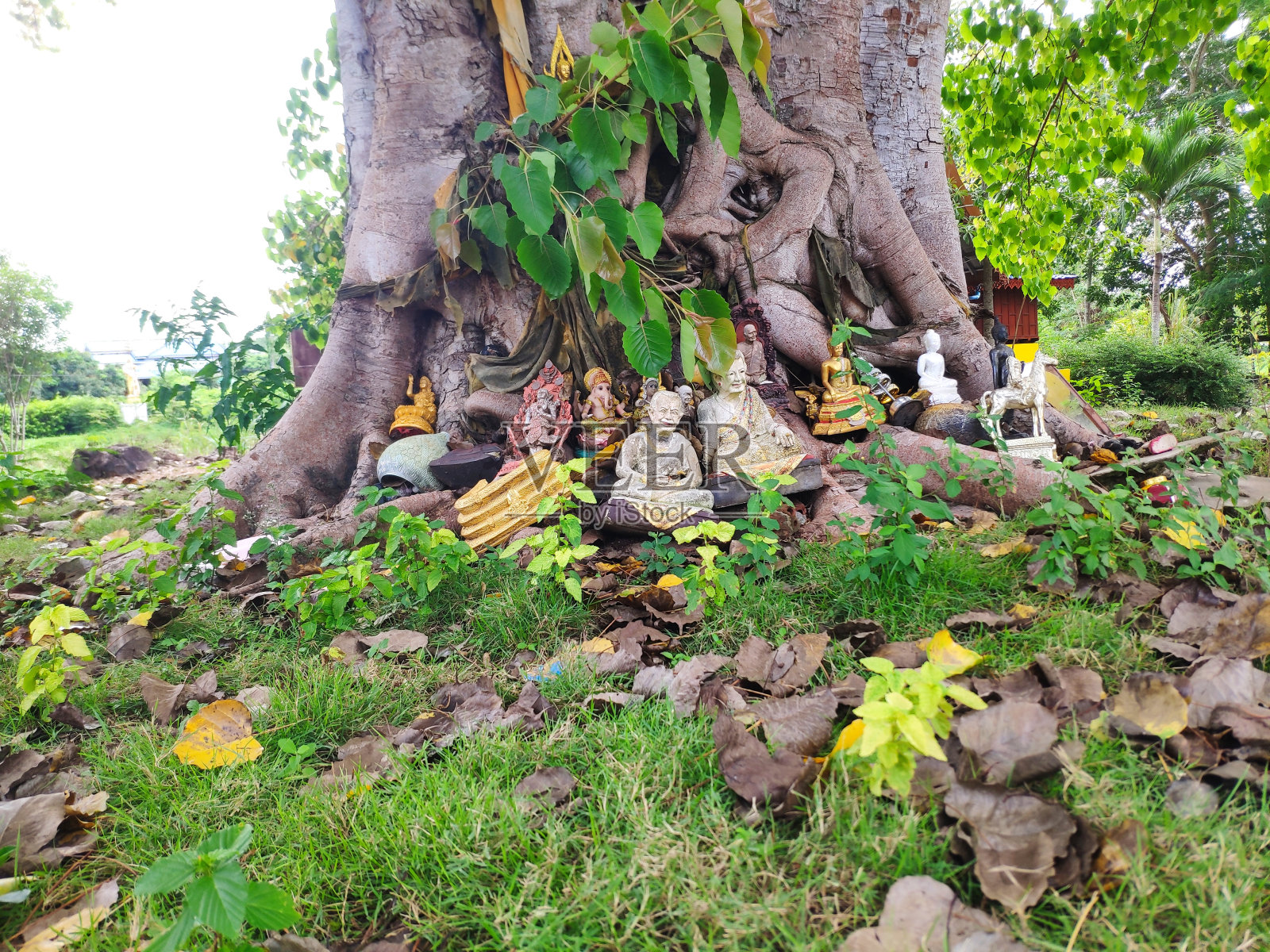 大树下的佛像照片摄影图片