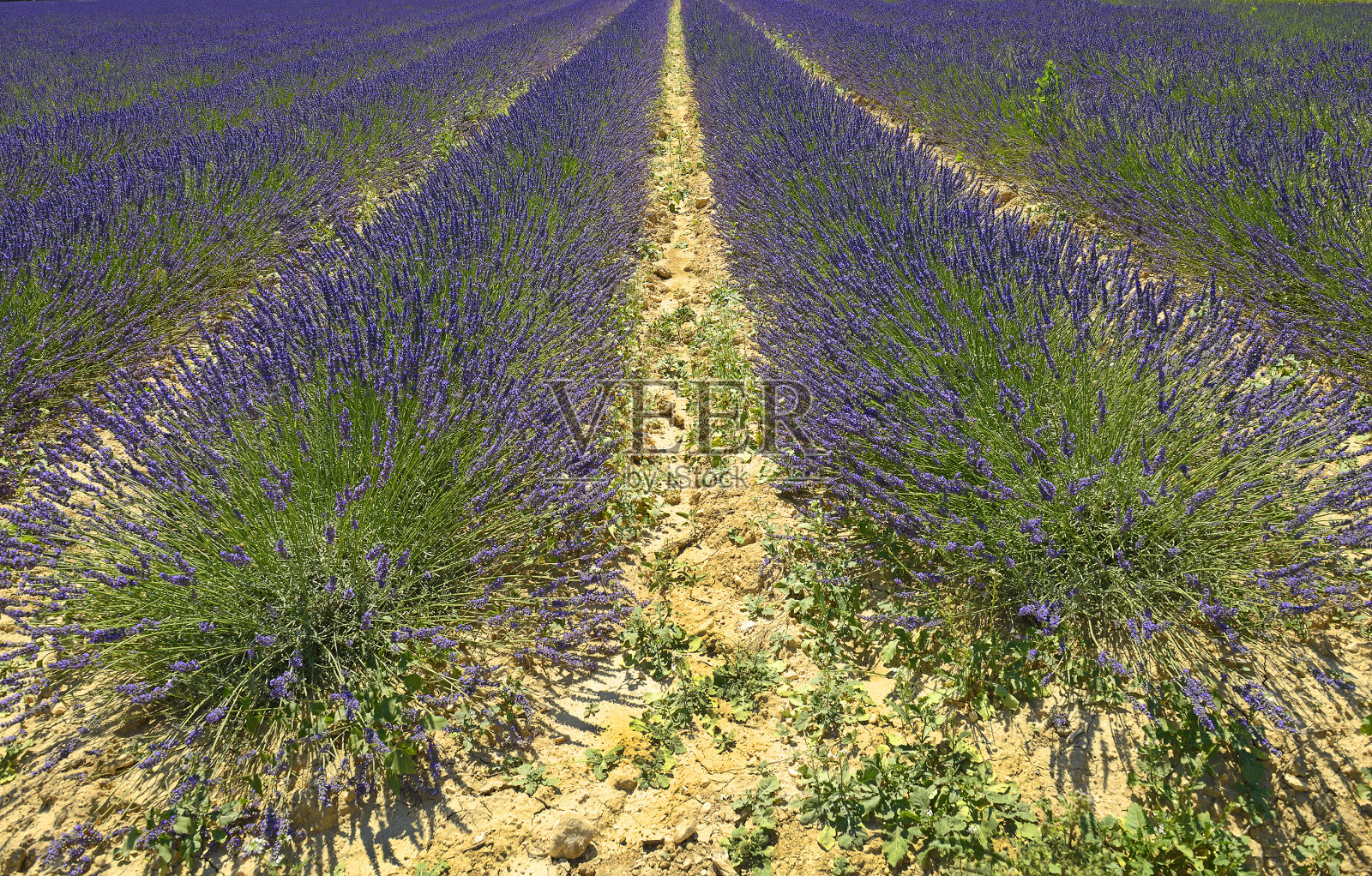 法国普罗旺斯鲁西永附近的薰衣草田景观照片摄影图片