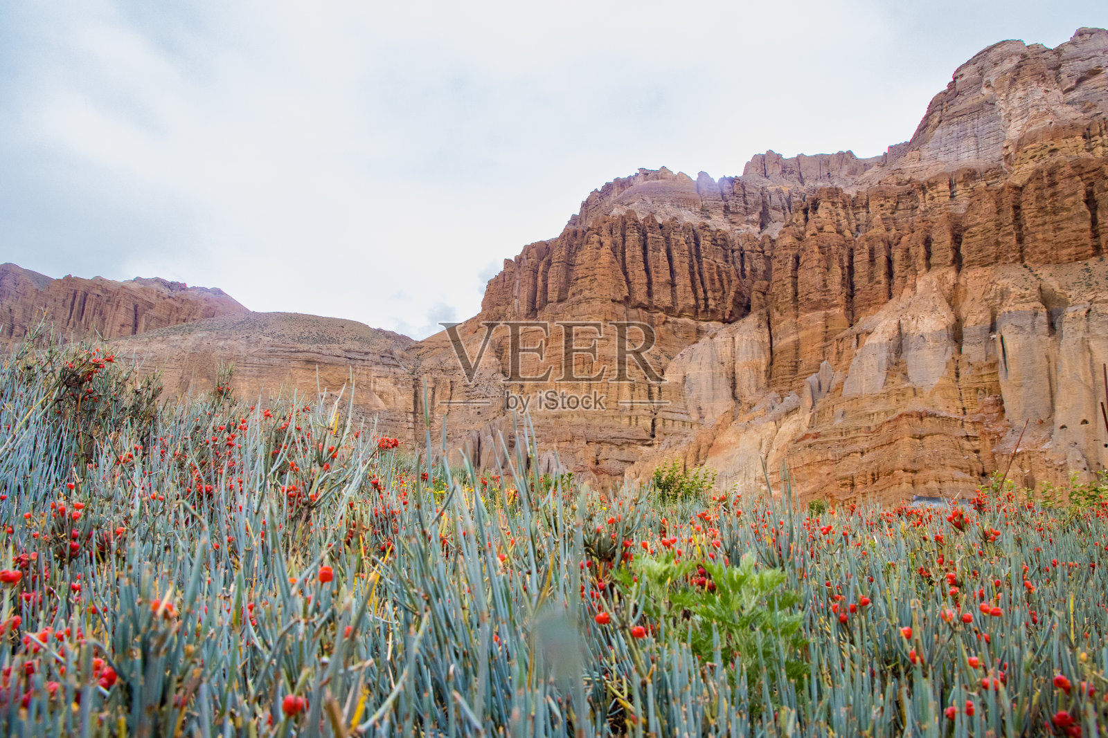 尼泊尔Chhusang村上野马沙漠的植被和鲜花，以及人工洞穴照片摄影图片