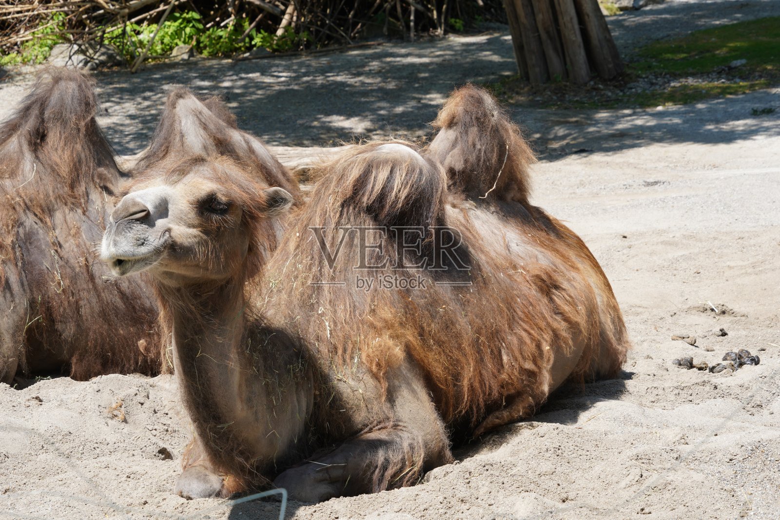 两只双峰驼(拉丁语:Camelus bactrianus)被安置在地上。照片摄影图片
