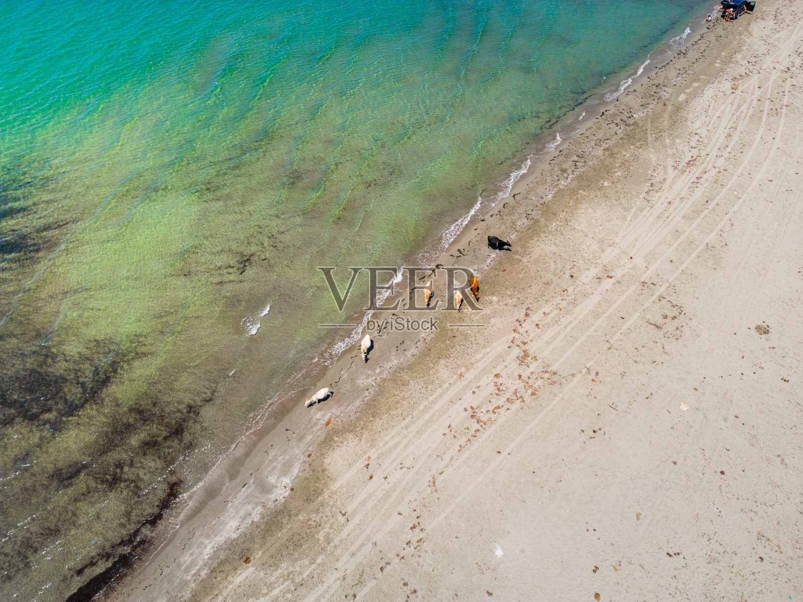 阿尔巴尼亚海滩上奶牛在海水中降温的俯视图照片摄影图片