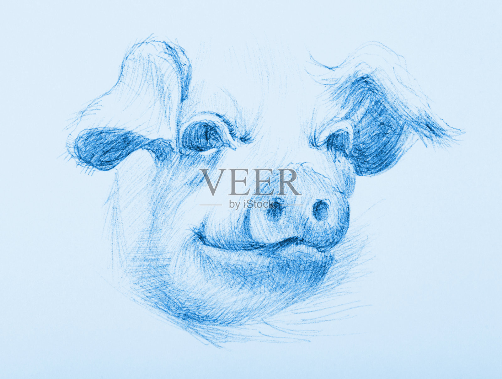 插图动物现代艺术作品寓言我的原始铅笔画在纸上的农业猪肖像插画图片素材