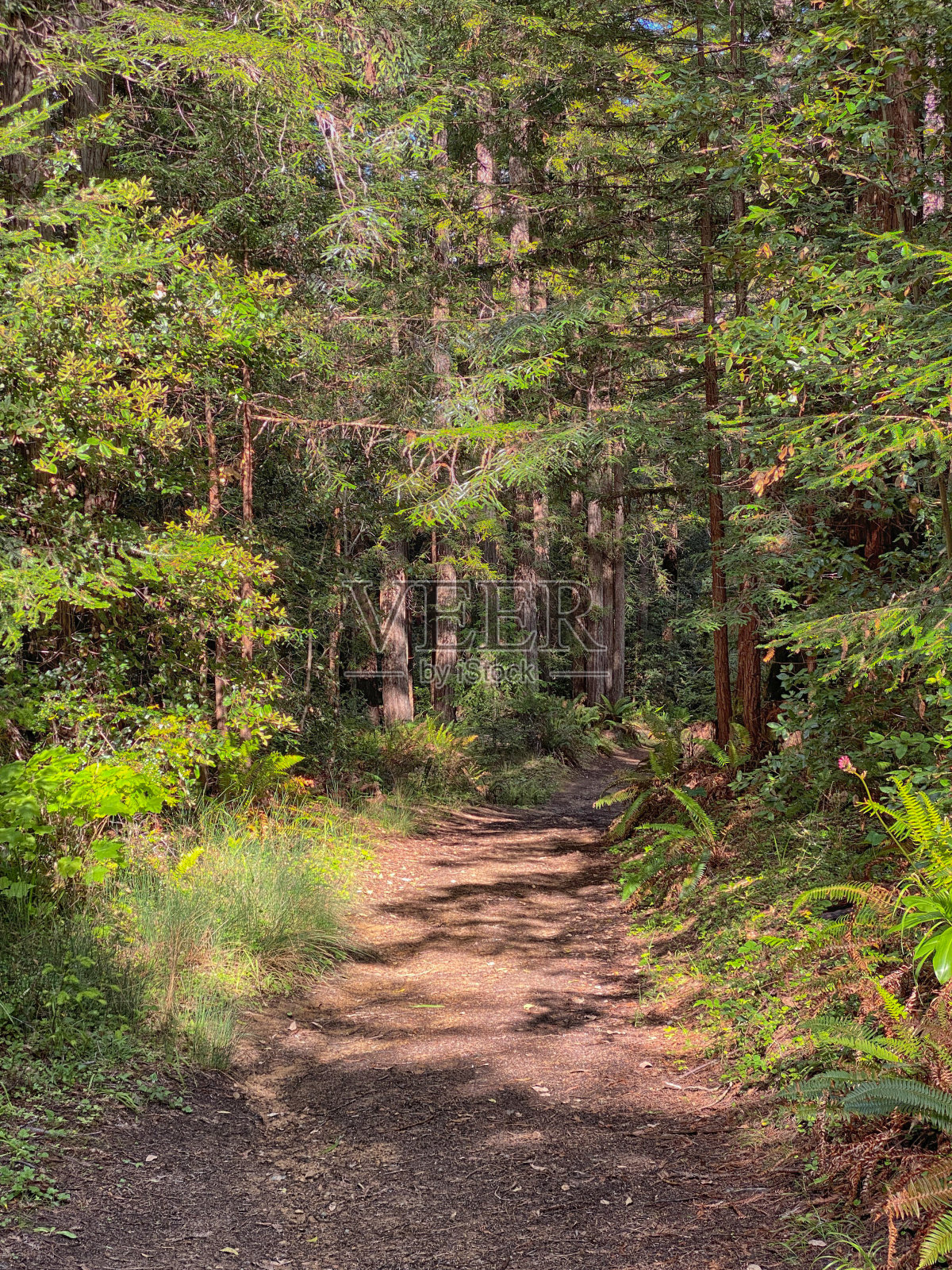 北加州红杉林中的徒步旅行路线照片摄影图片