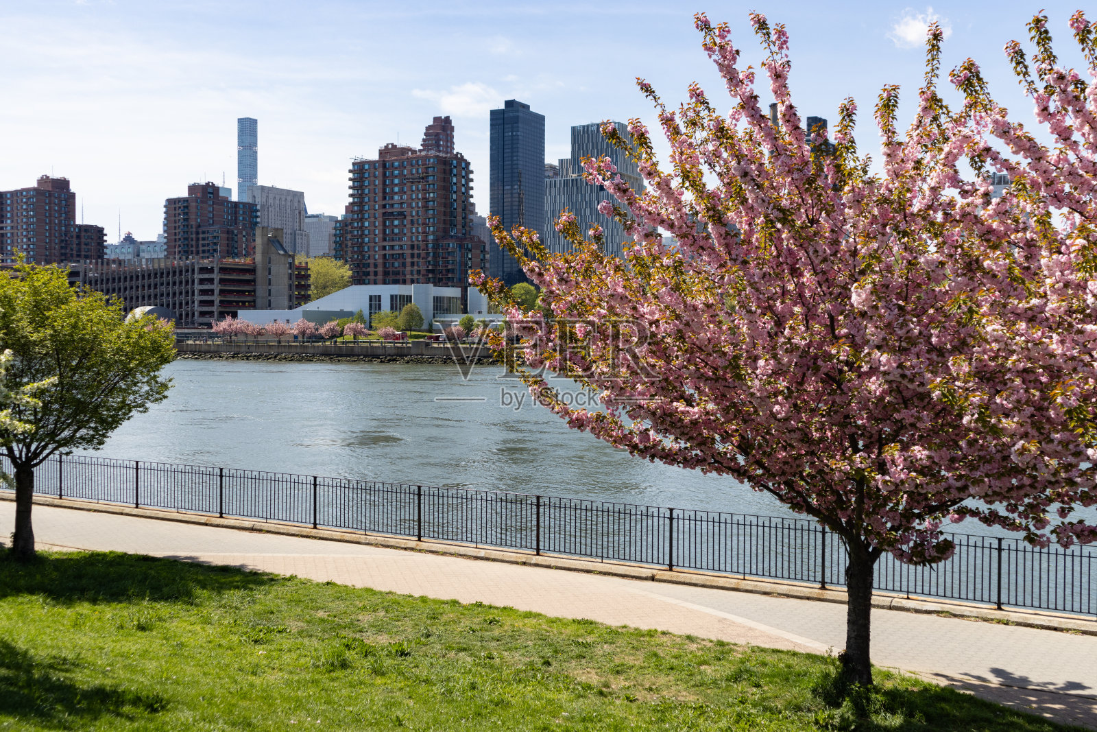 春天在纽约皇后区阿斯托里亚的雷尼公园东河沿岸美丽的开花树木照片摄影图片