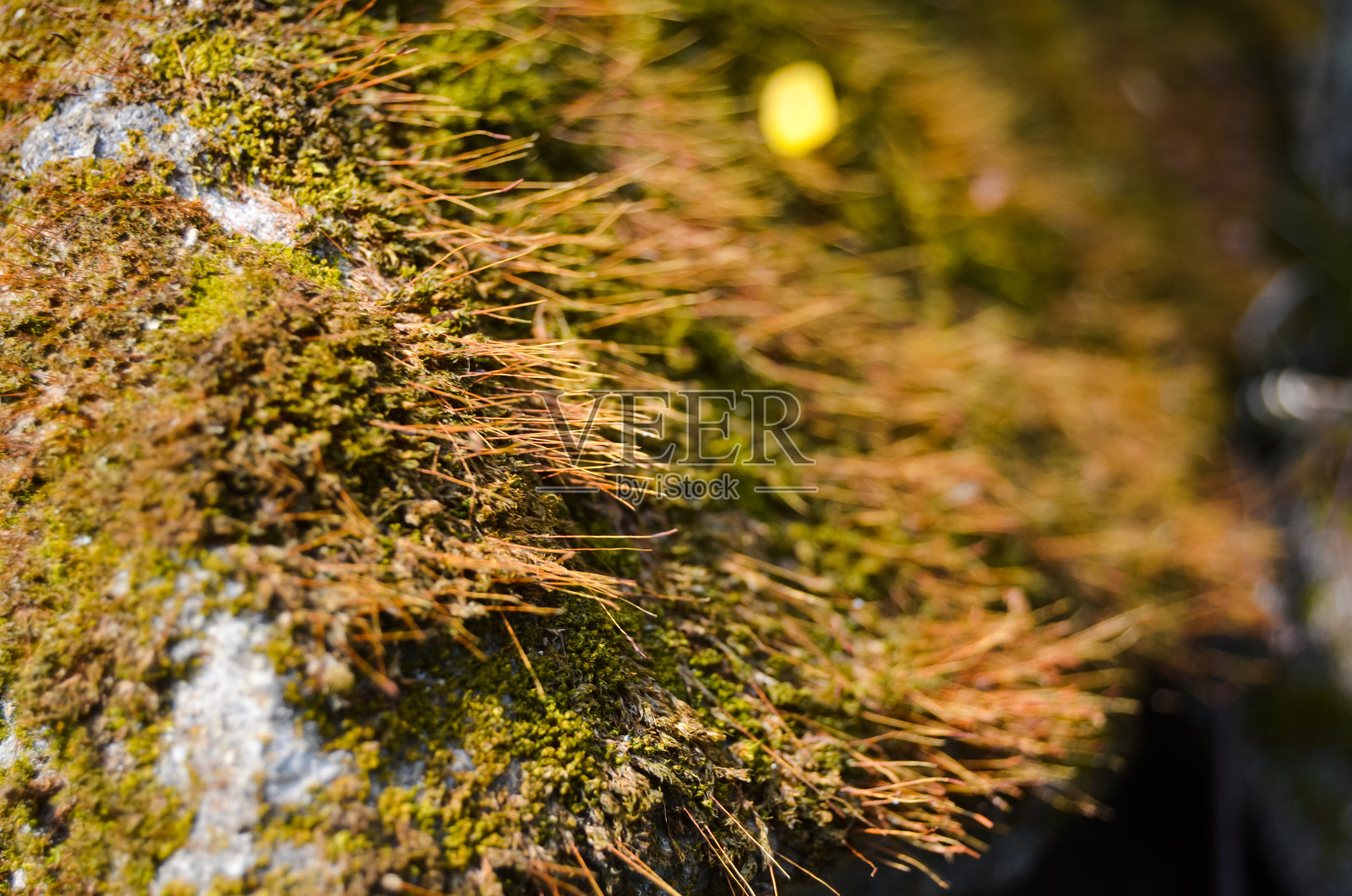 湿气藓，篝火藓[1]或普通绳藓[1]，是一种生长在阴凉潮湿土壤上的水苔。它也可以在潮湿的墙壁、岩石的裂缝和最近发生过火灾的地方找到照片摄影图片