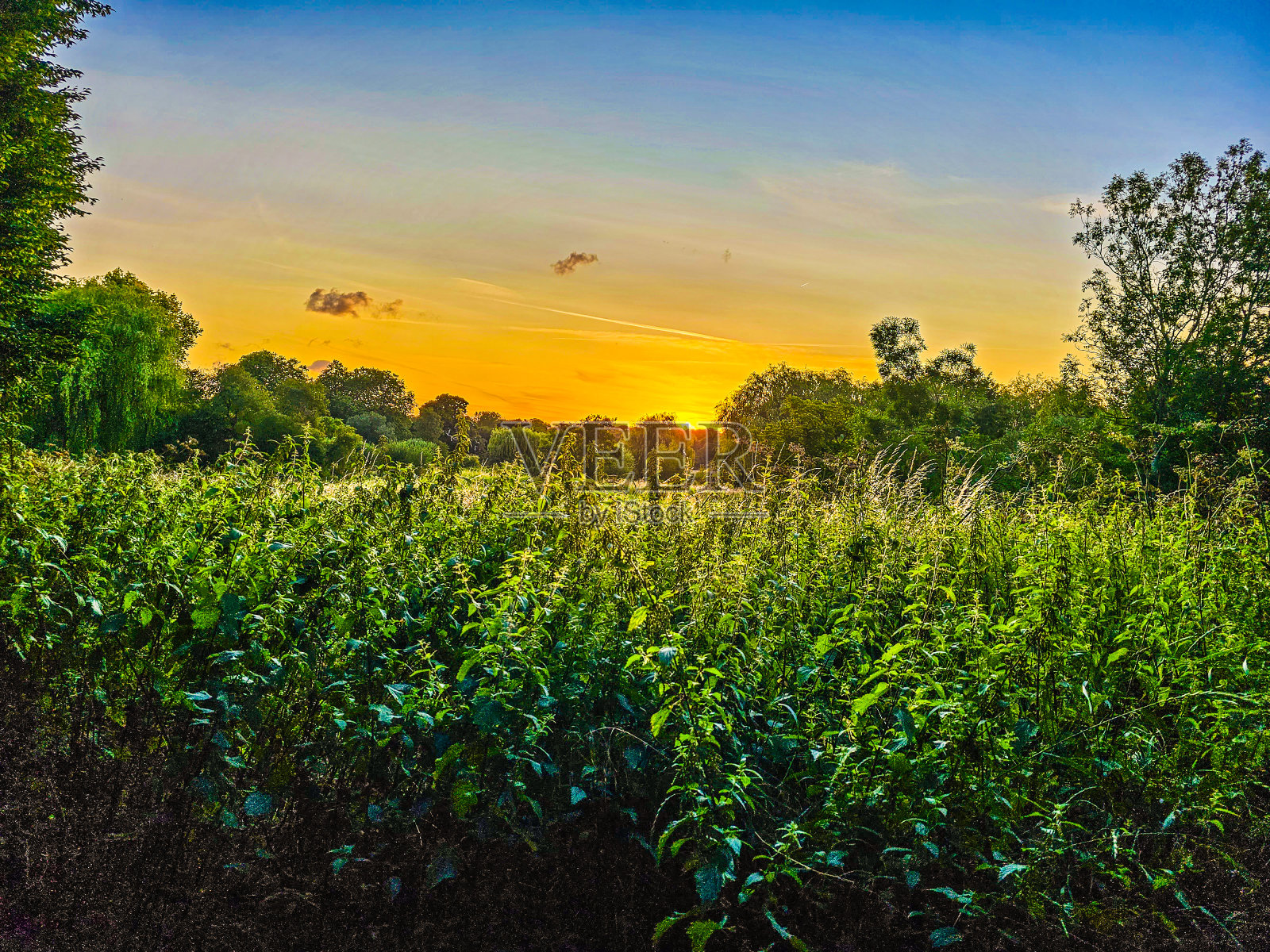 一片长满绿色植物和树木的田野照片摄影图片