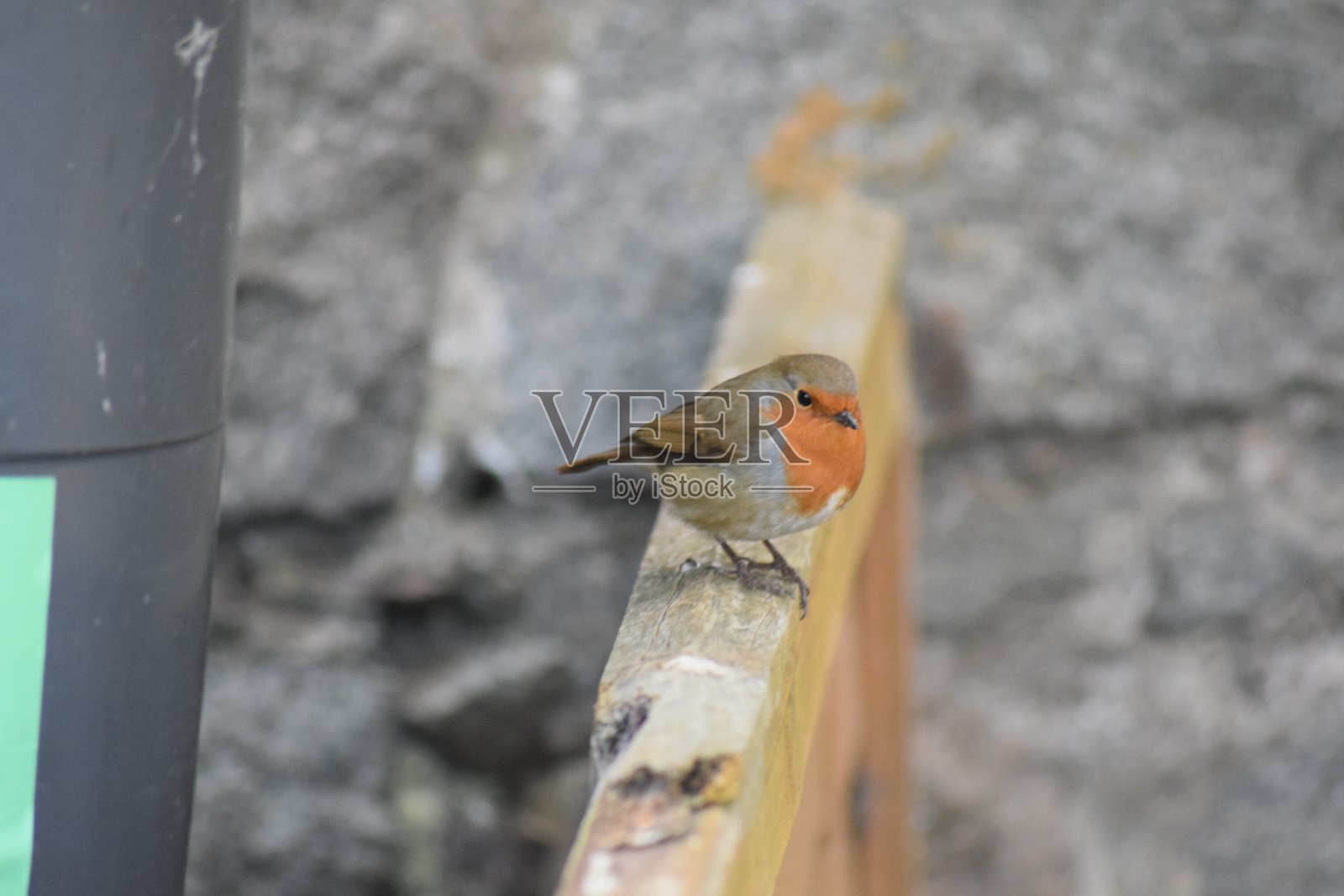 红胸罗宾照片摄影图片