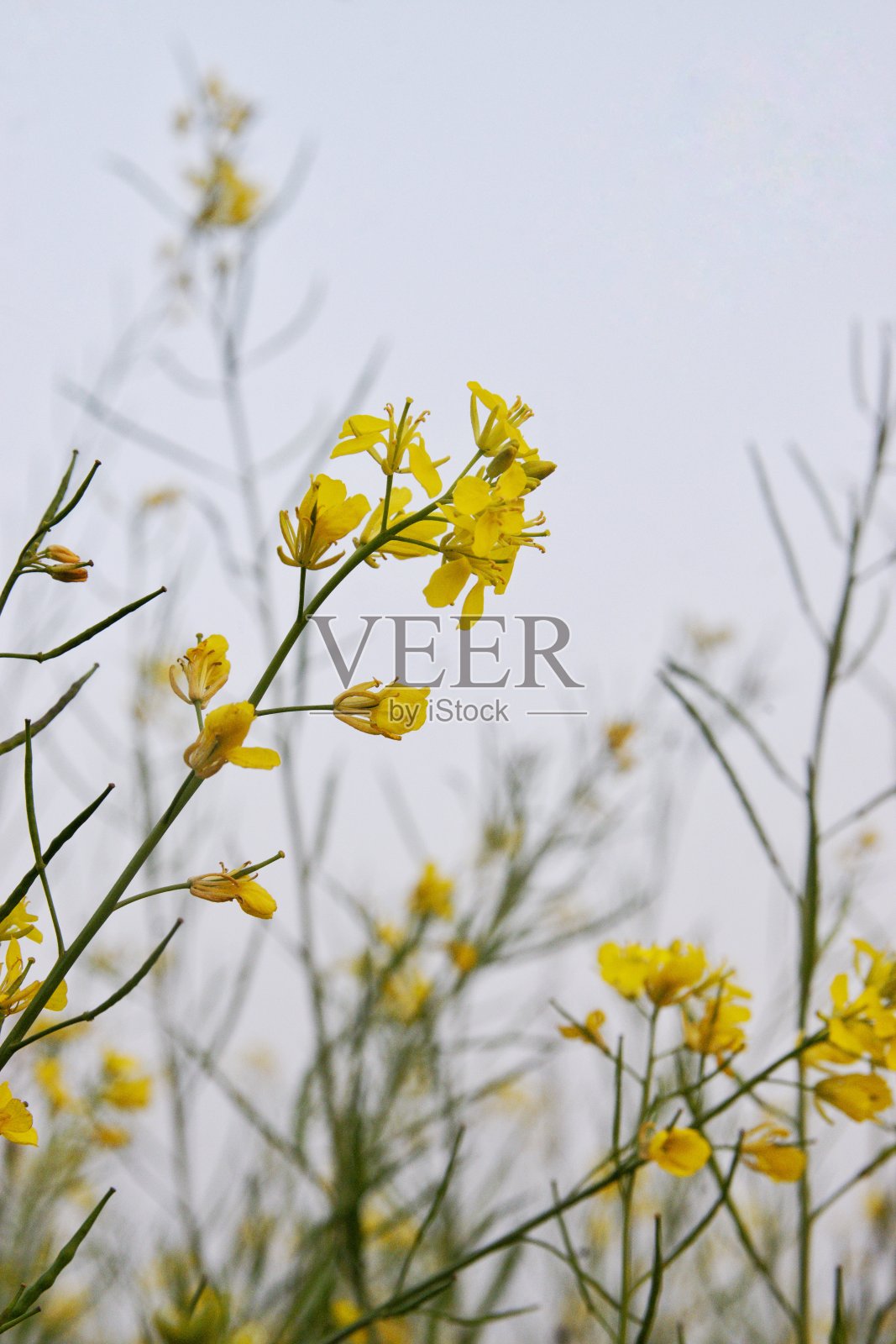 黄色的花照片摄影图片