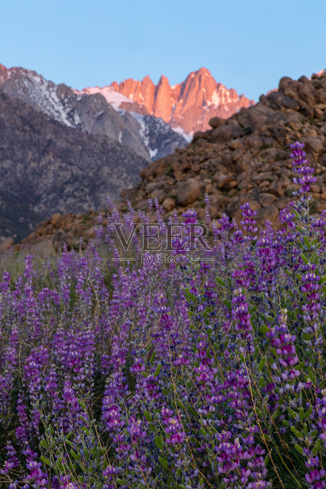 东部山脉上引人注目的高山花，前景是野生的蓝色羽扇豆花照片摄影图片