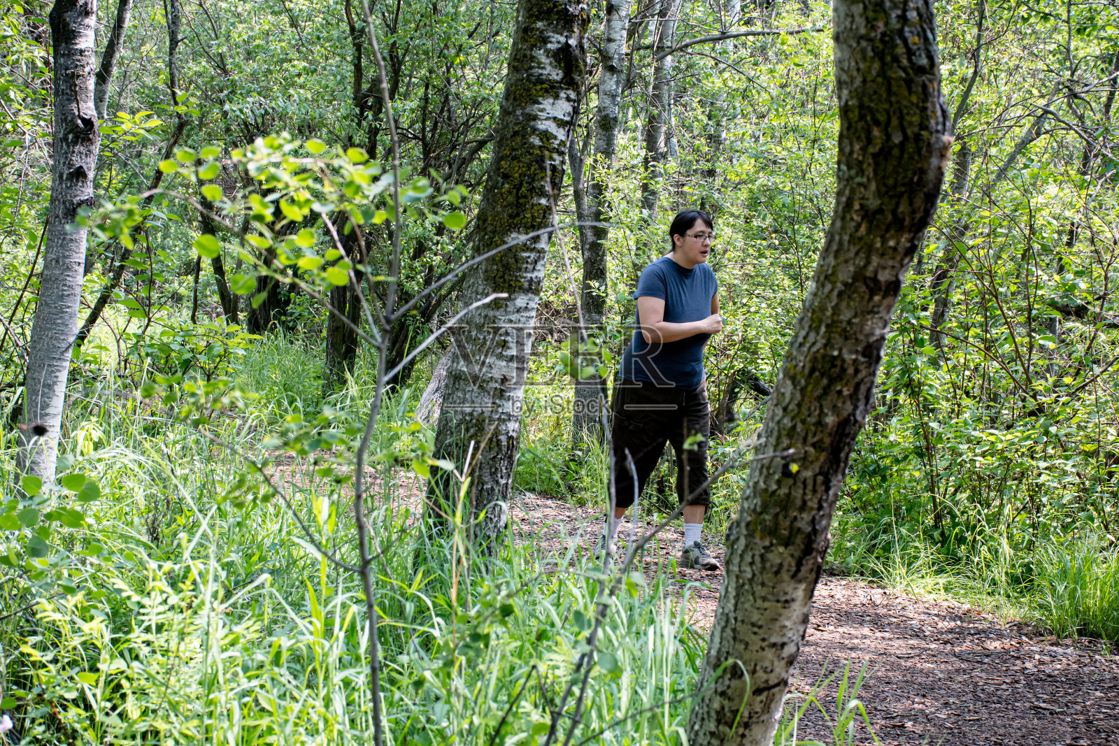 沉浸在大自然的小径:宁静的森林漫步在休闲远足照片摄影图片