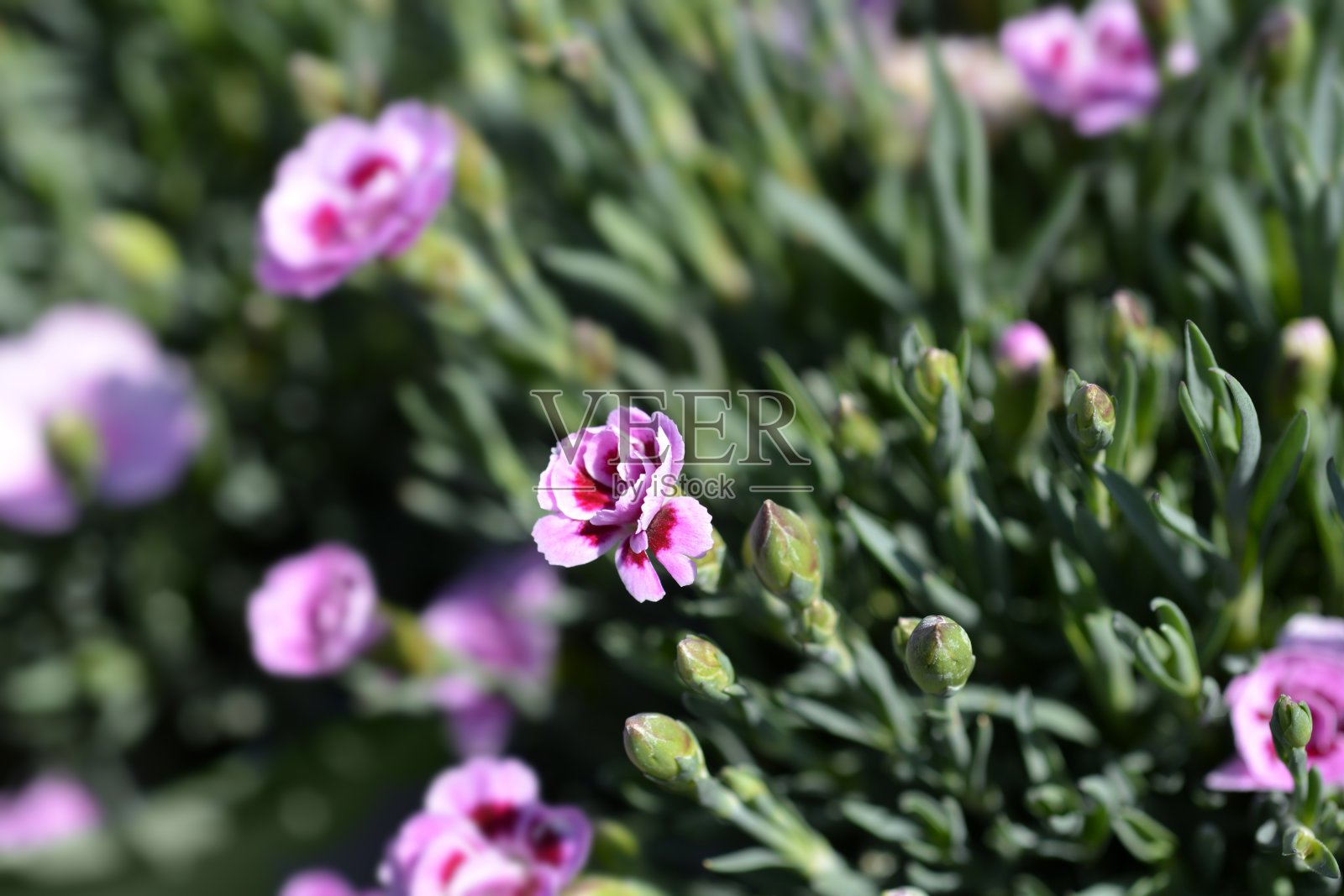 粉红色康乃馨吻照片摄影图片