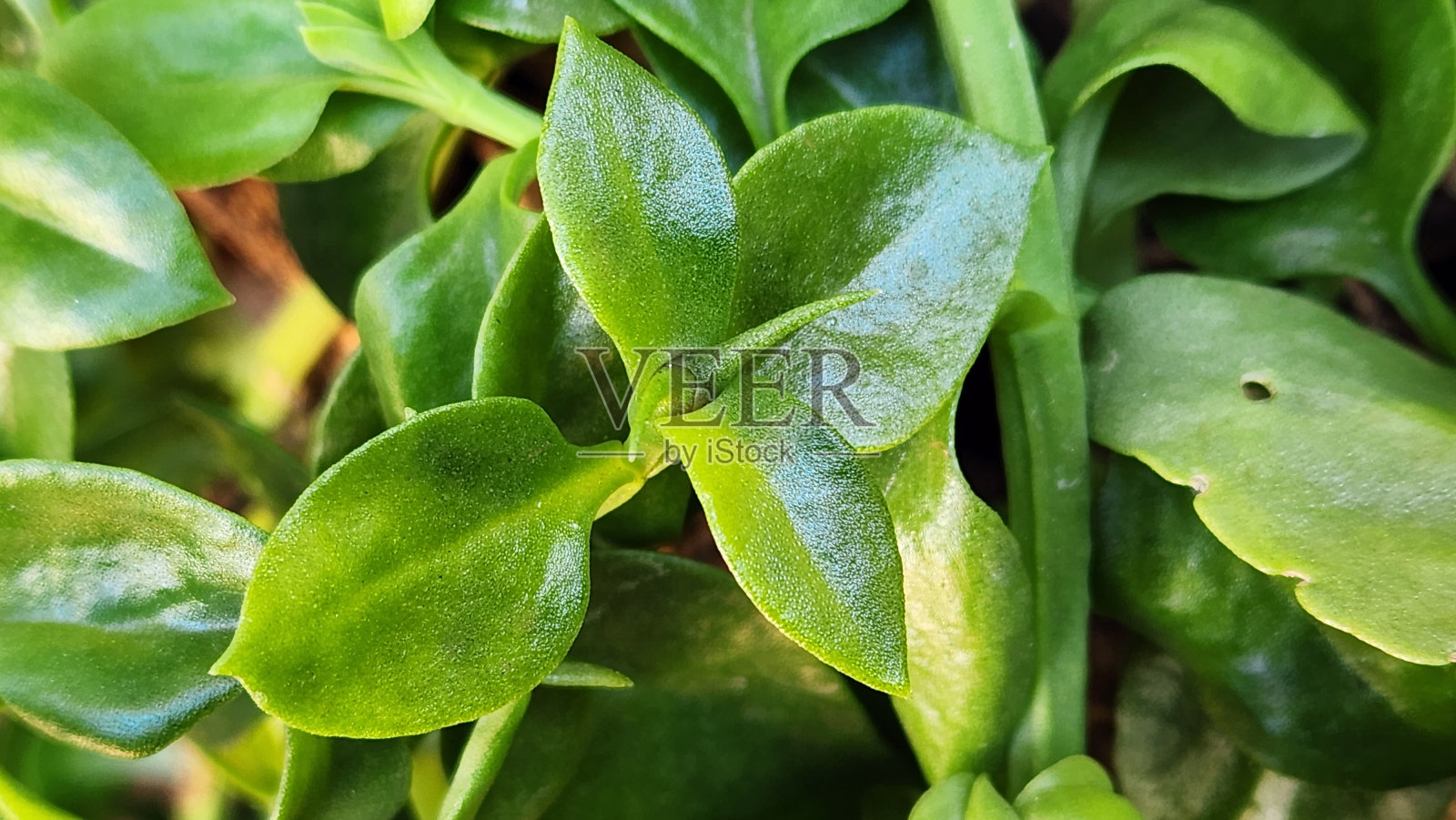 堇青花(Aptenia cordifolia)，也被称为“心叶冰植物”，是一种迷人的多肉植物，以其郁郁葱葱、匍匐生长的习性、光滑的绿叶和一系列类似雏菊的彩色小型花朵而闻名。照片摄影图片