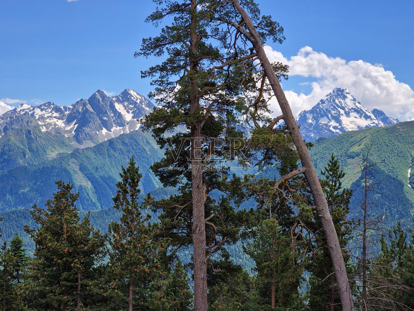 夏天，针叶树映衬着雪山。Arkhyz，卡拉恰伊-切尔克斯，俄罗斯照片摄影图片