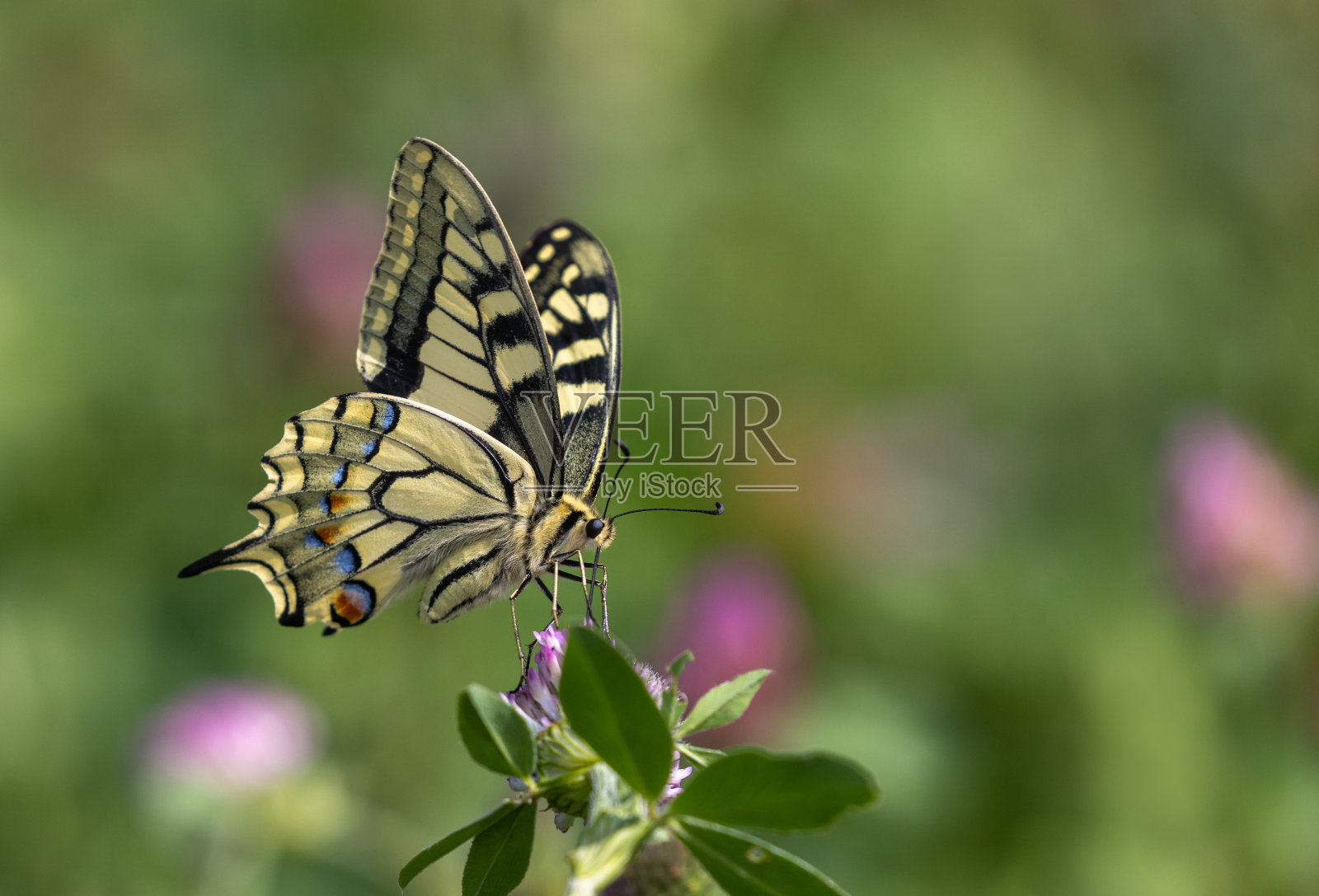 美丽的凤蝶，旧大陆的燕尾蝶照片摄影图片