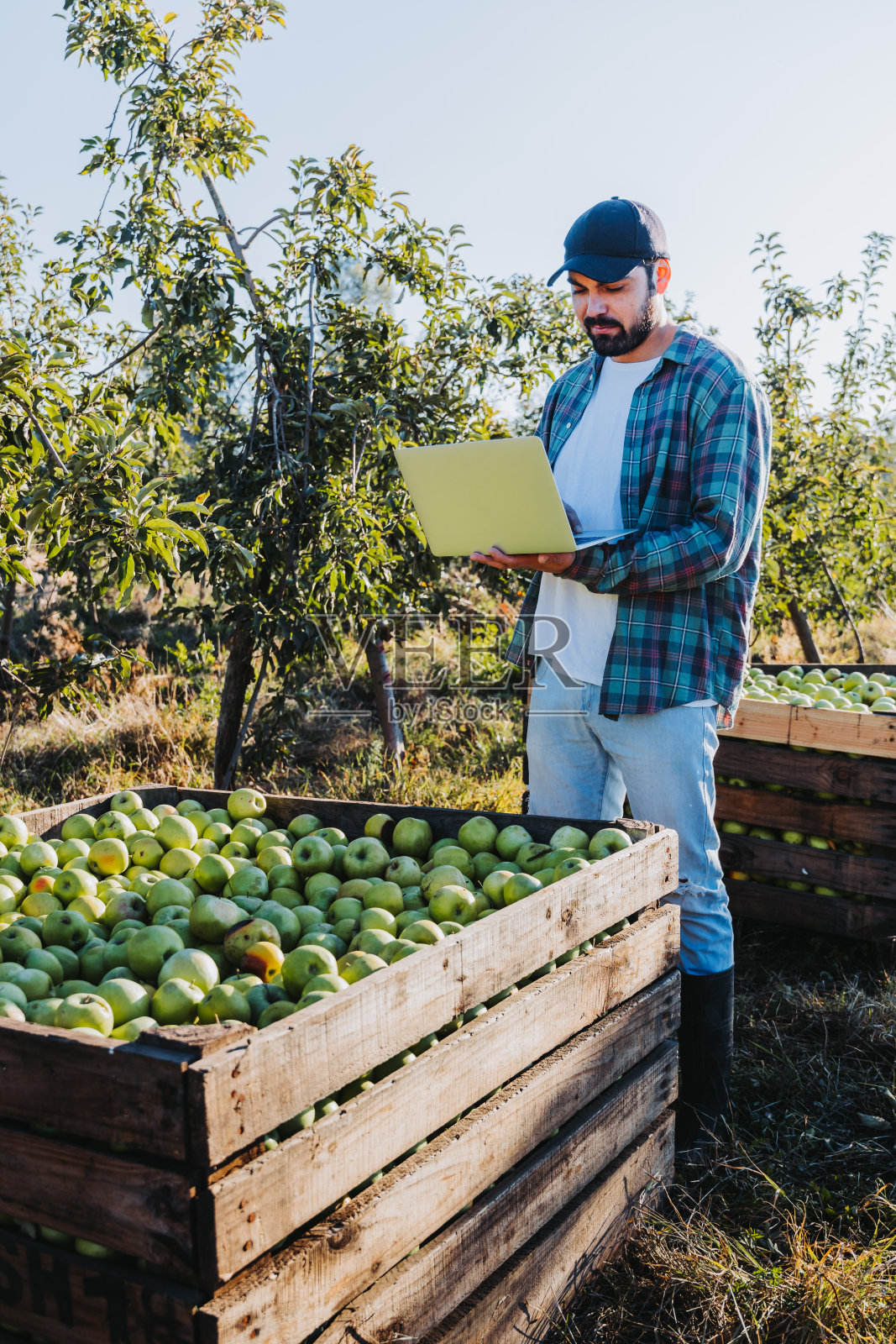 年轻的拉丁农民在苹果箱旁的笔记本电脑上远程工作照片摄影图片