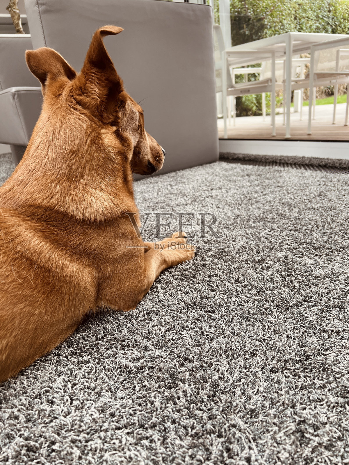 棕色的狗躺在地毯上，看着窗外照片摄影图片