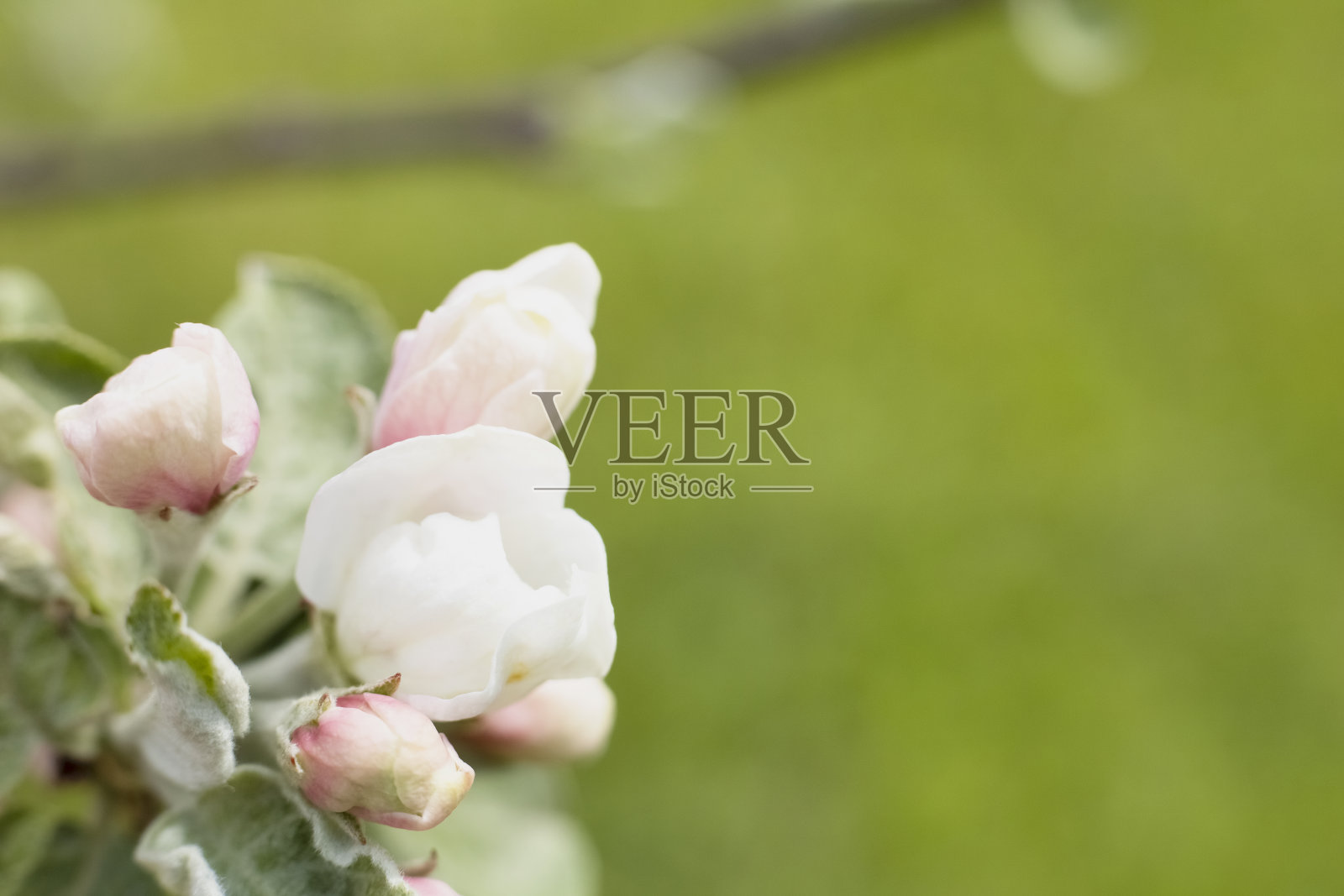 白色的花和芽的苹果树在绿色的春天的背景与绿叶和复制空间。照片摄影图片