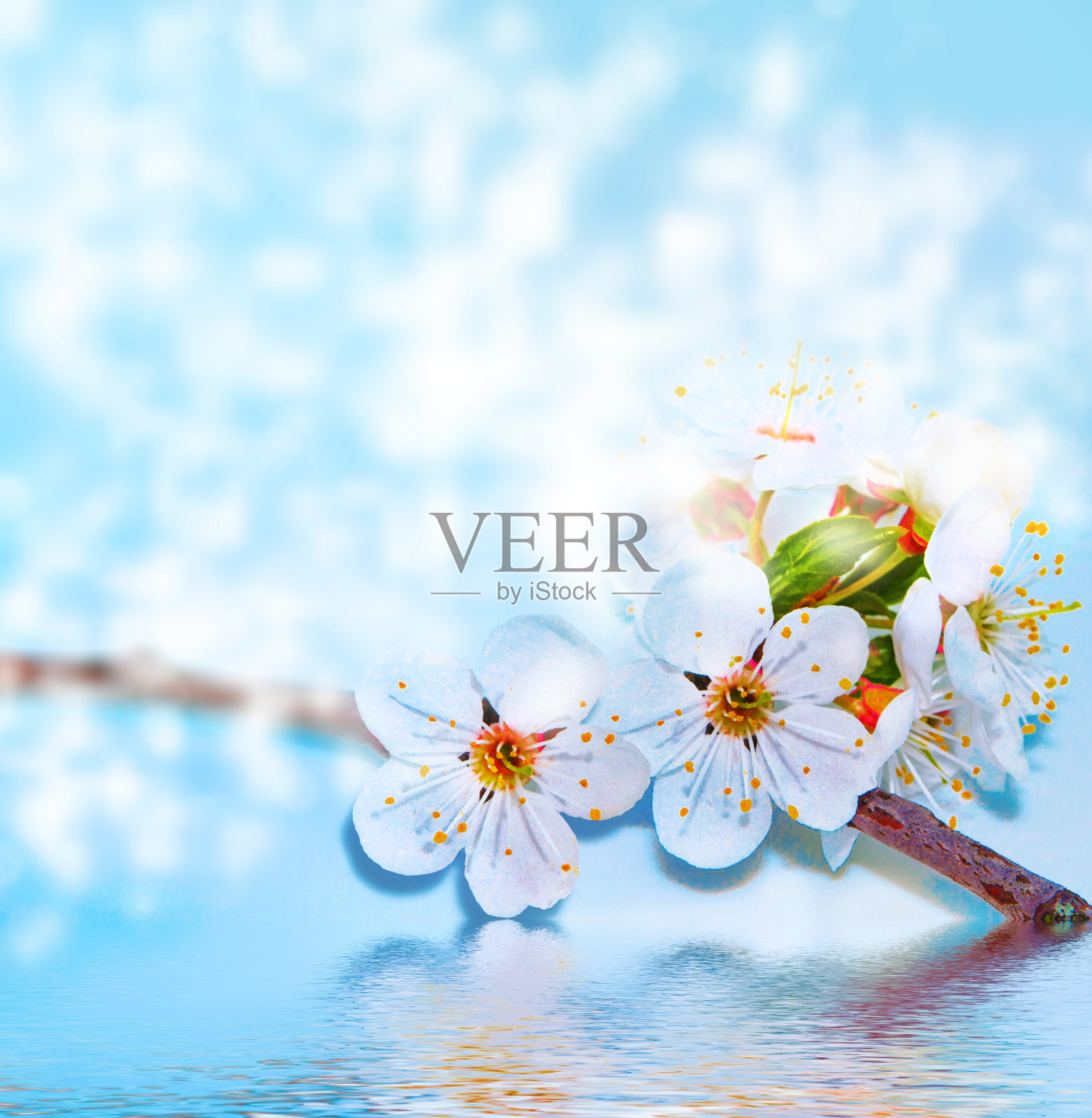 鲜艳多彩的春天花朵。春天照片摄影图片